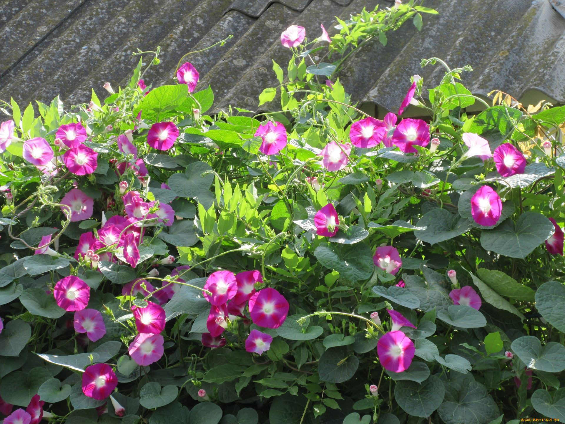 цветы, вьюнки, , ипомеи, вьюнок