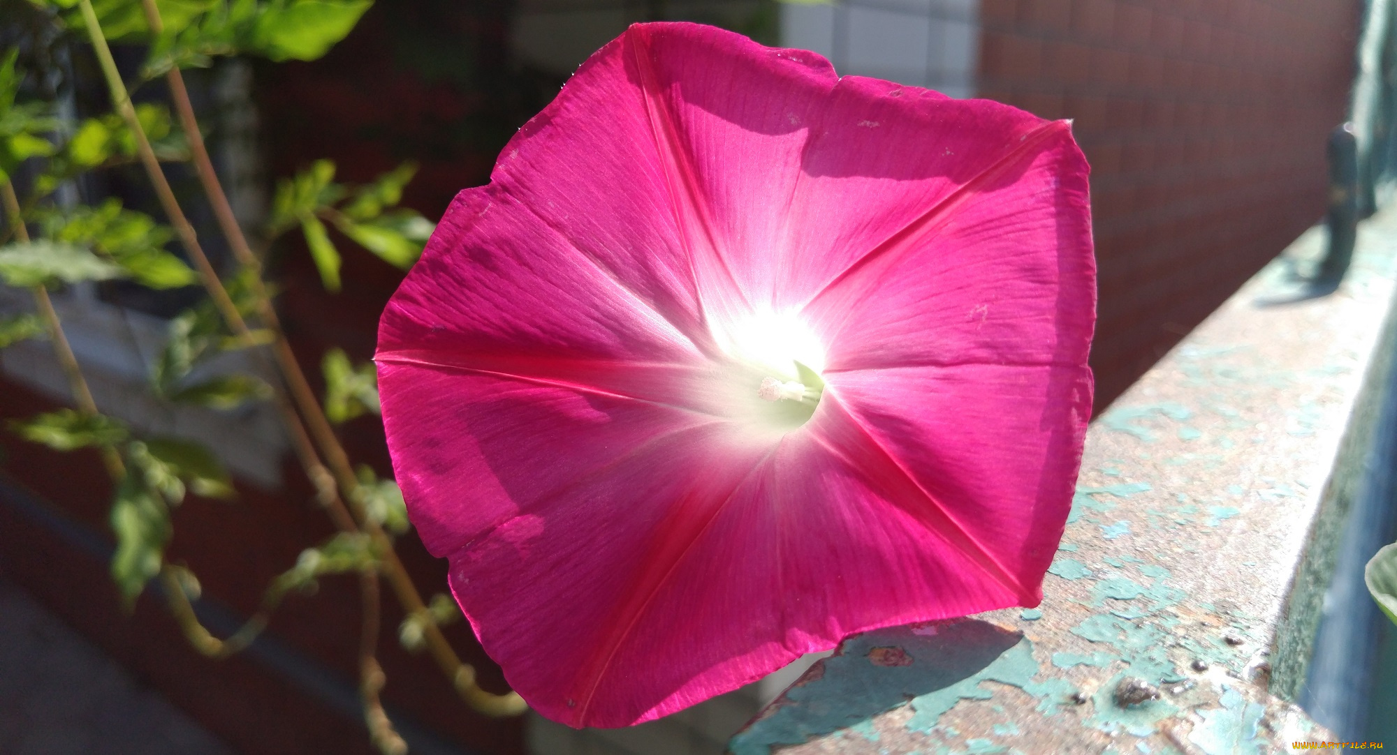 цветы, вьюнки, , ипомеи, розовый