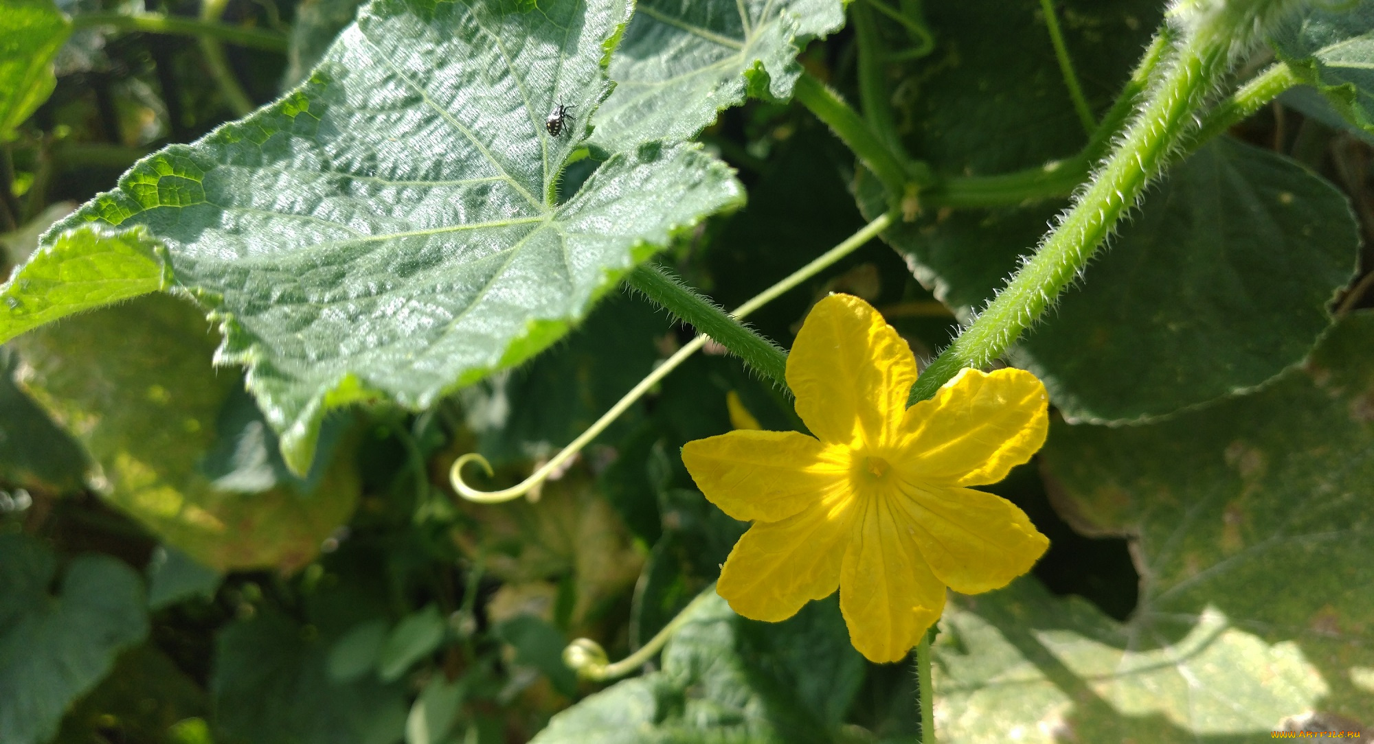 цветы, цветущие, овощи, , ягоды, огурец