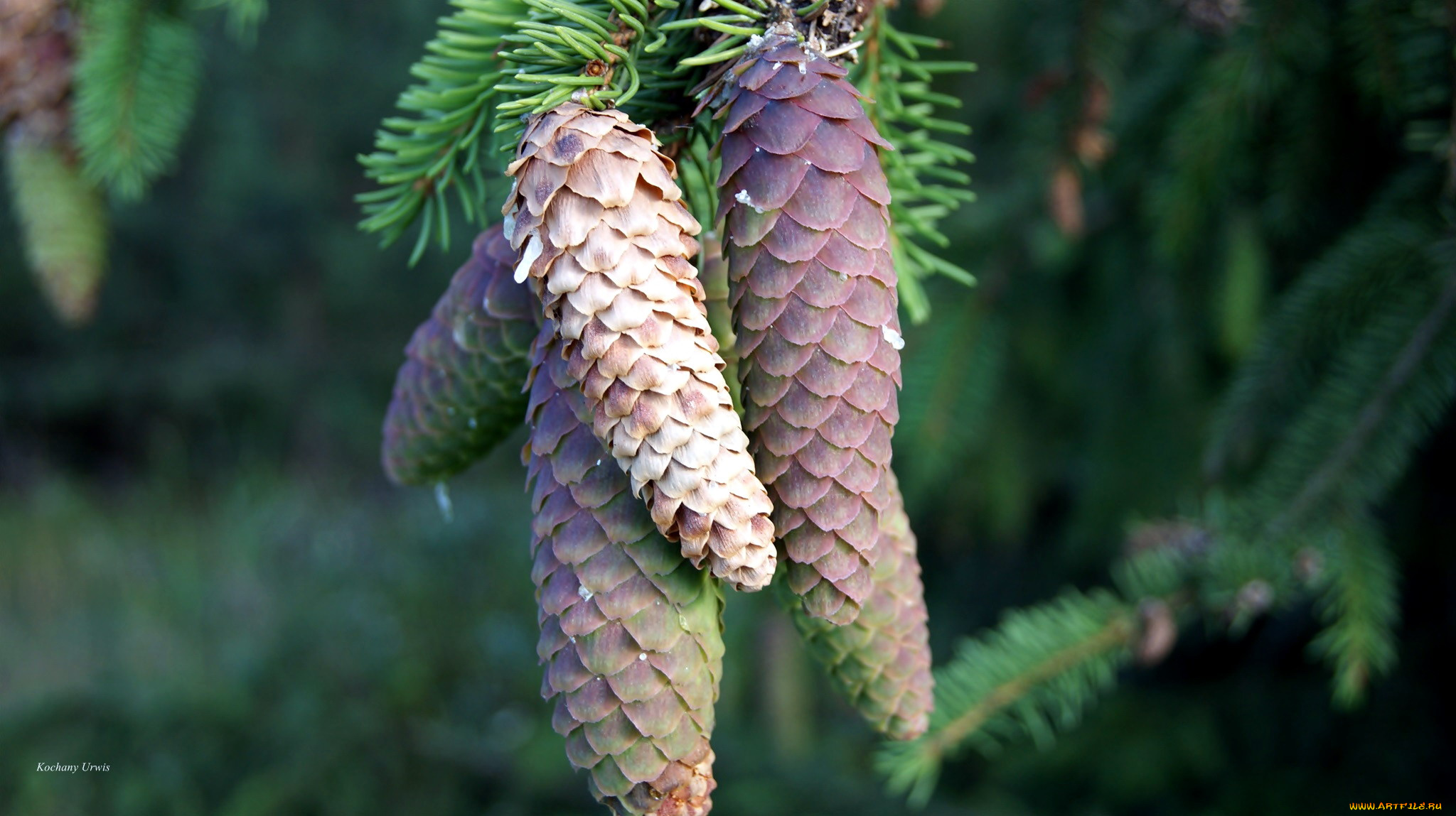 природа, шишки, , жёлуди, , каштаны