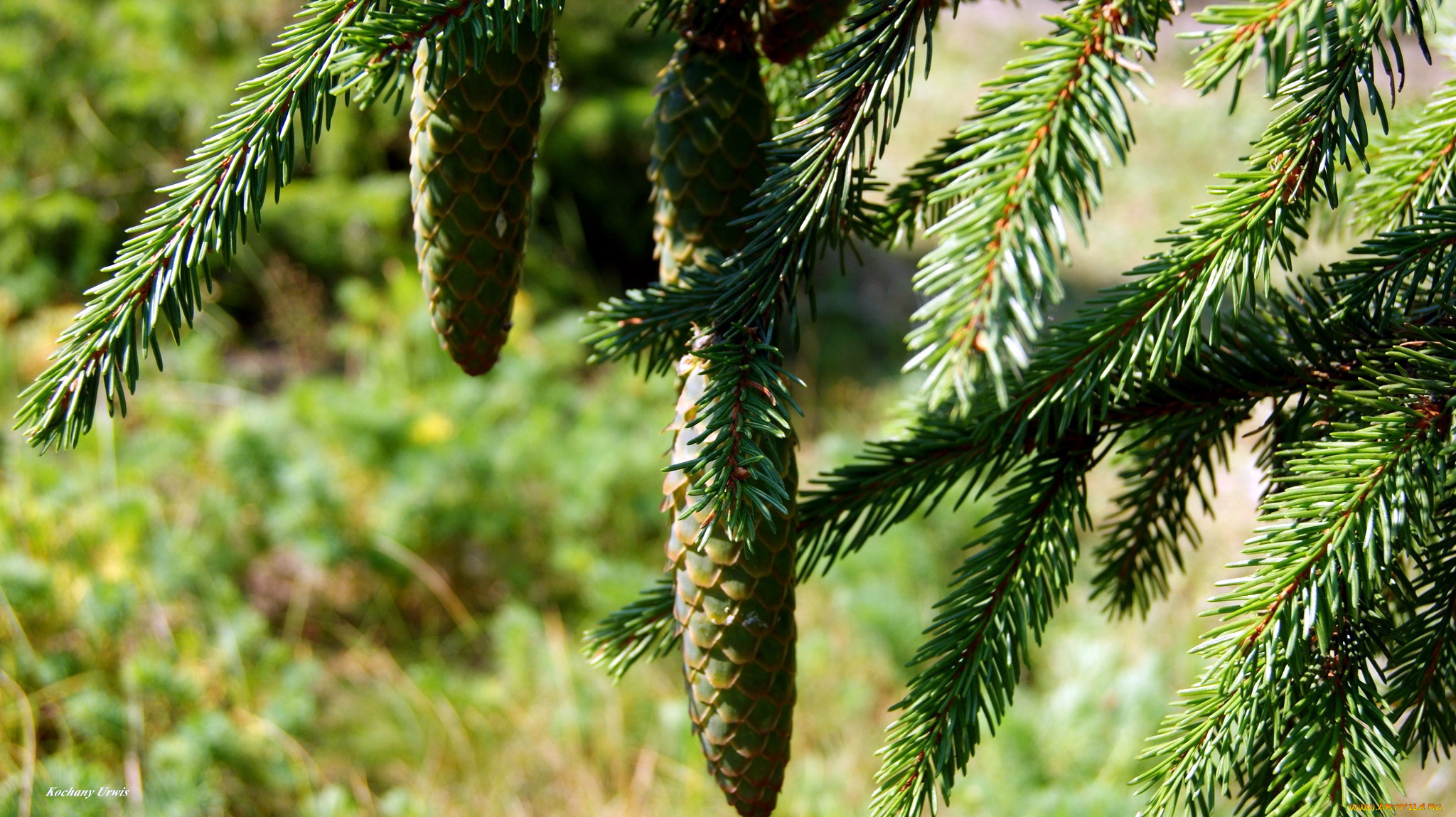 природа, шишки, , жёлуди, , каштаны, сосна