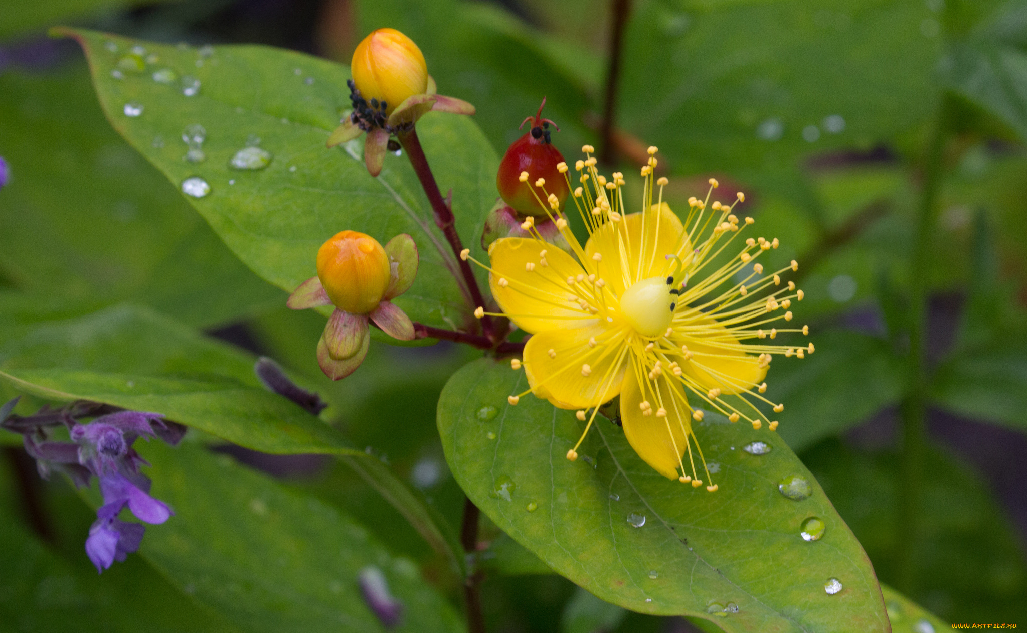 цветы, луговые, , полевые, , цветы, макро