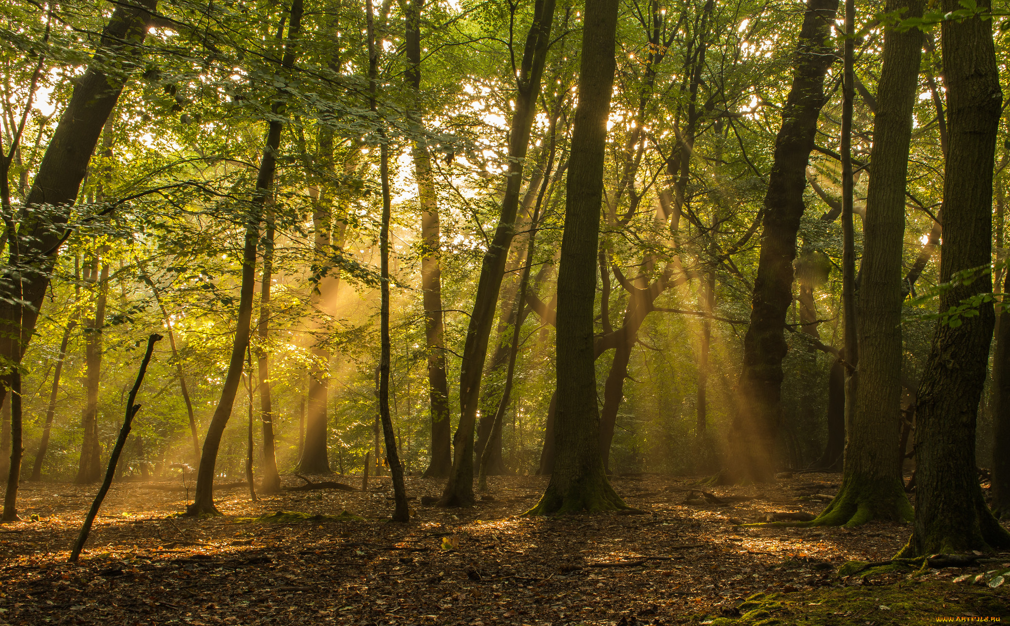 природа, лес, простор