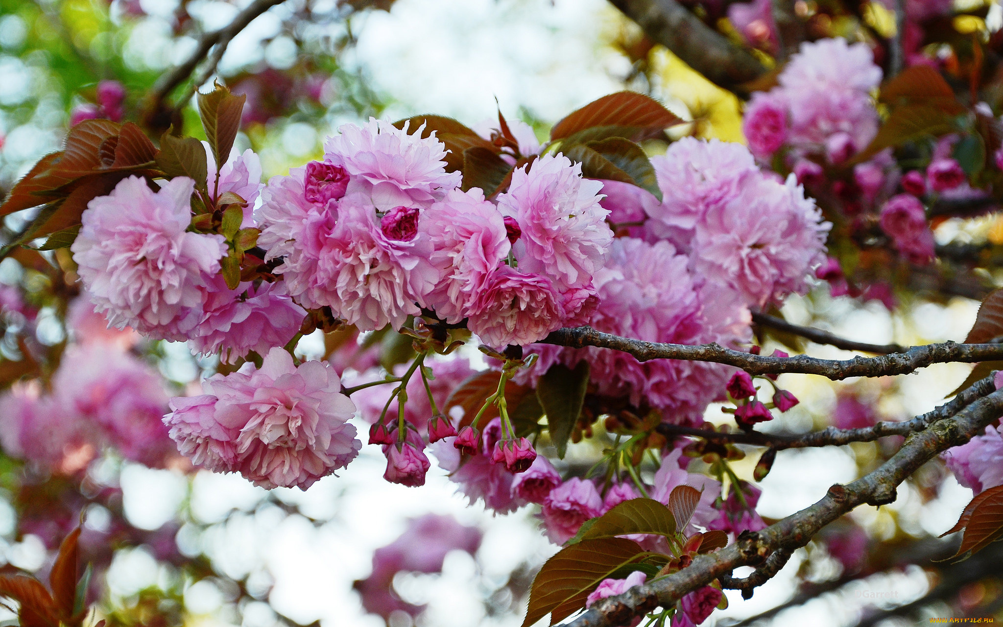 цветы, сакура, , вишня