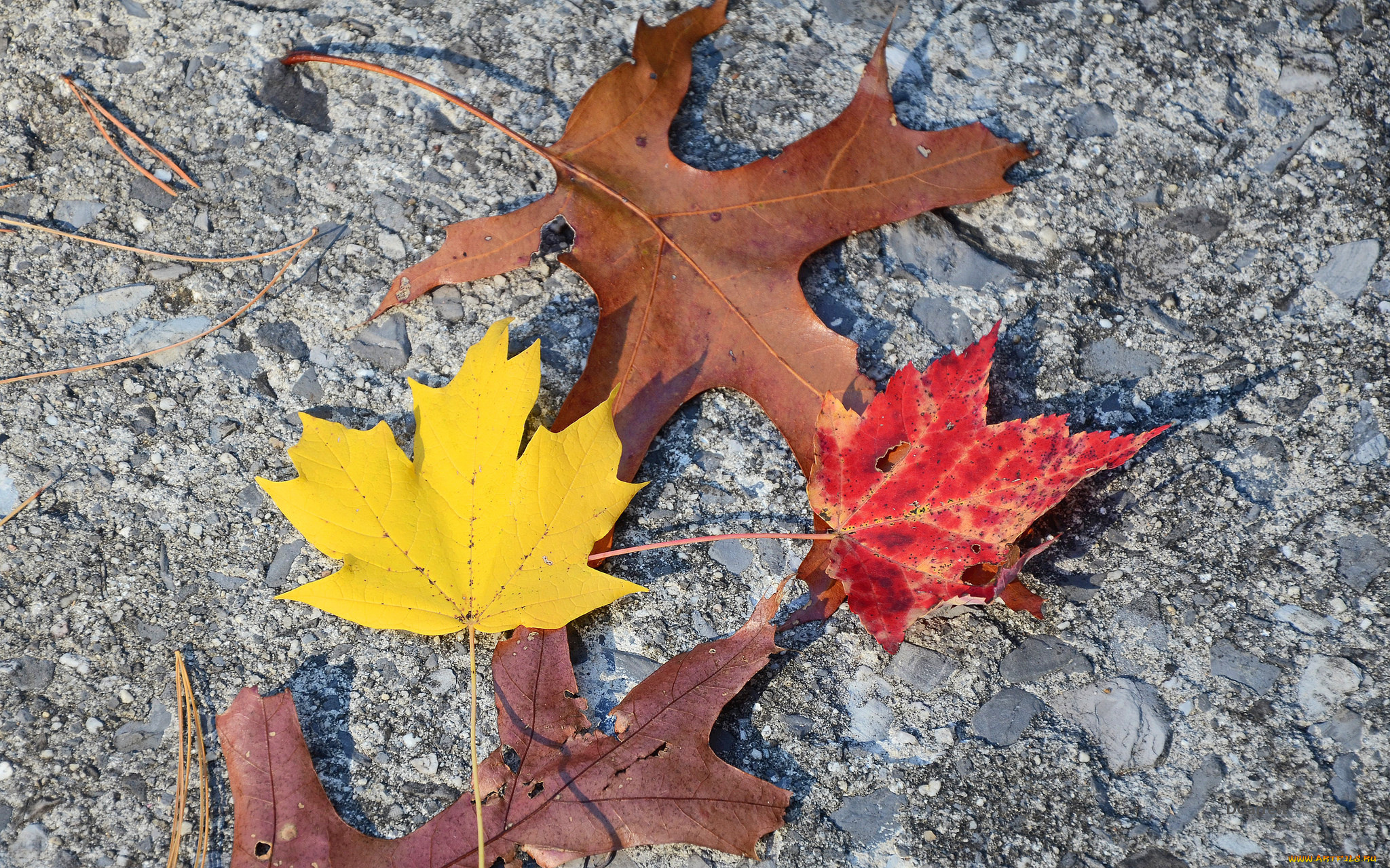 природа, листья