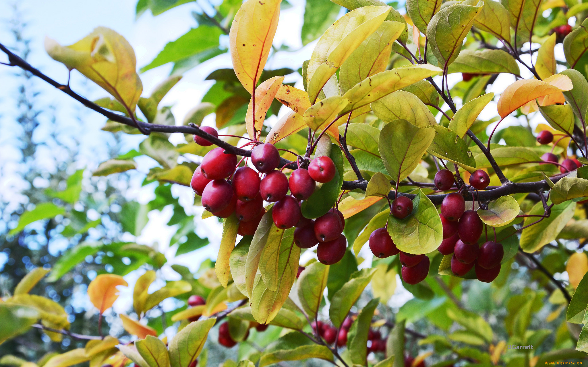 природа, Ягоды, кизил