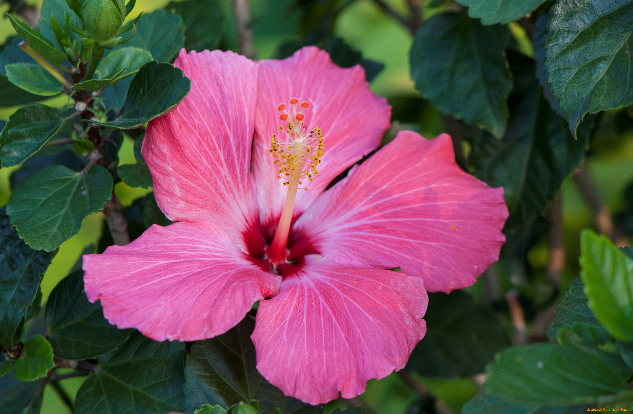 цветы, гибискусы, лето, кустарник, цветение, цветок, гибискус