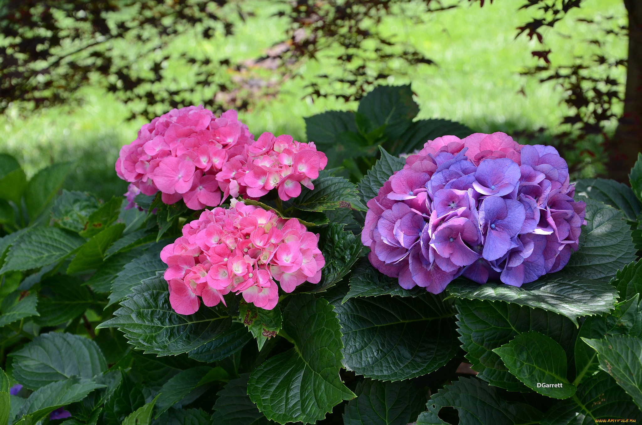 цветы, гортензия