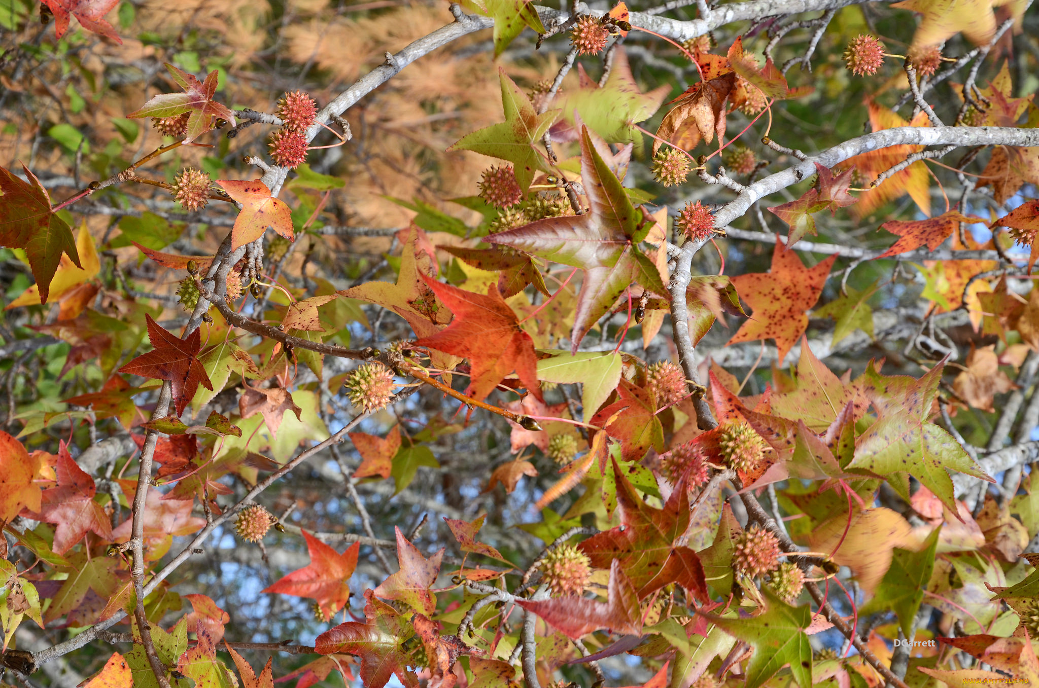 природа, листья, осень