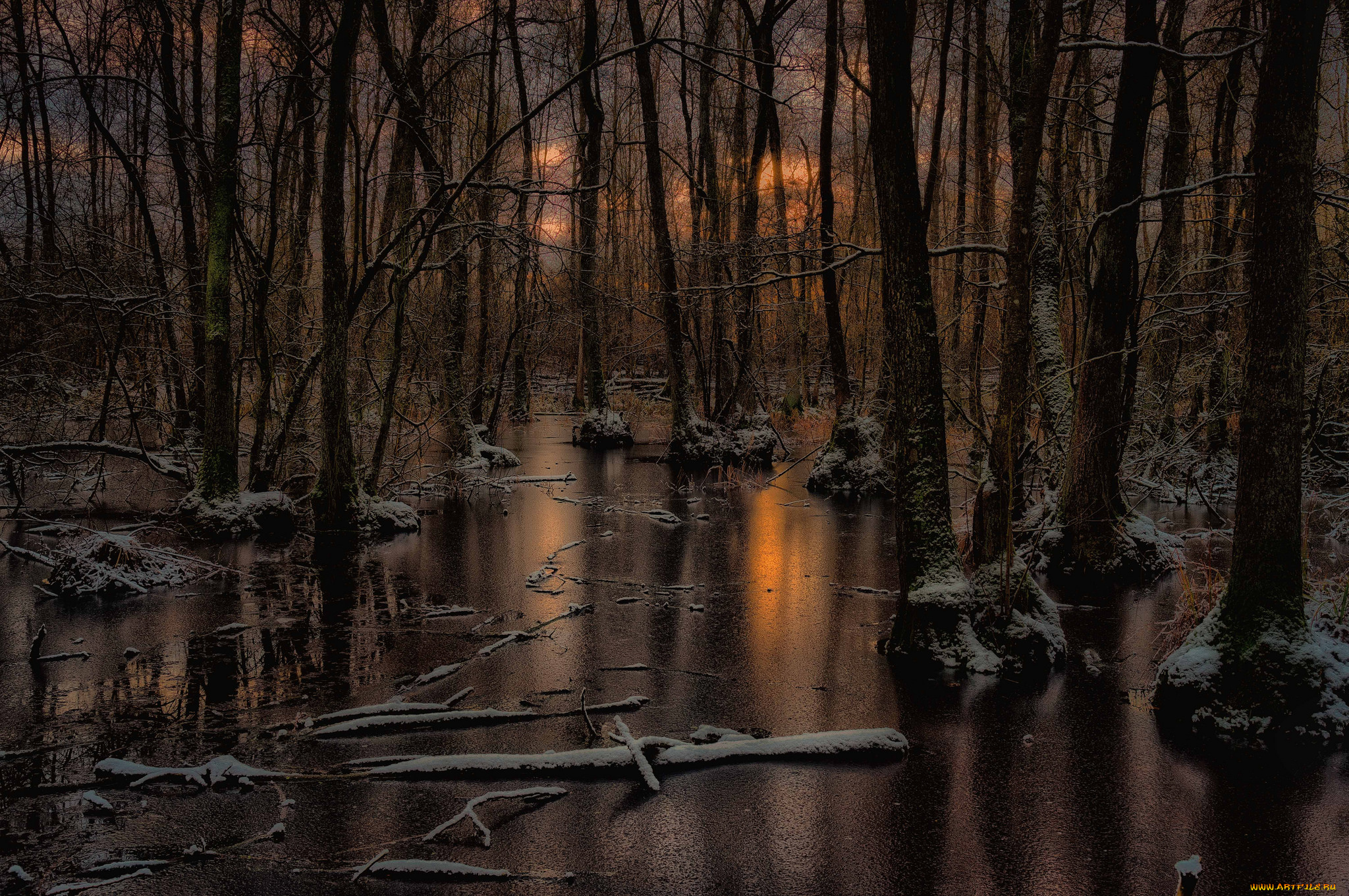 природа, лес, простор