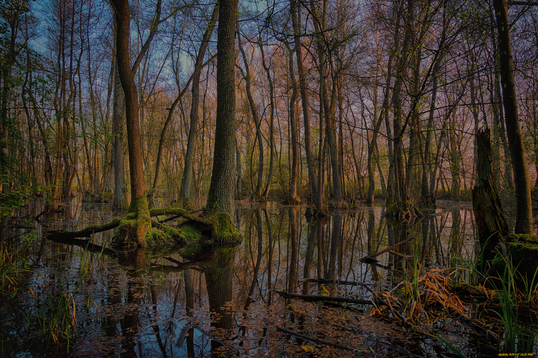 природа, лес, простор