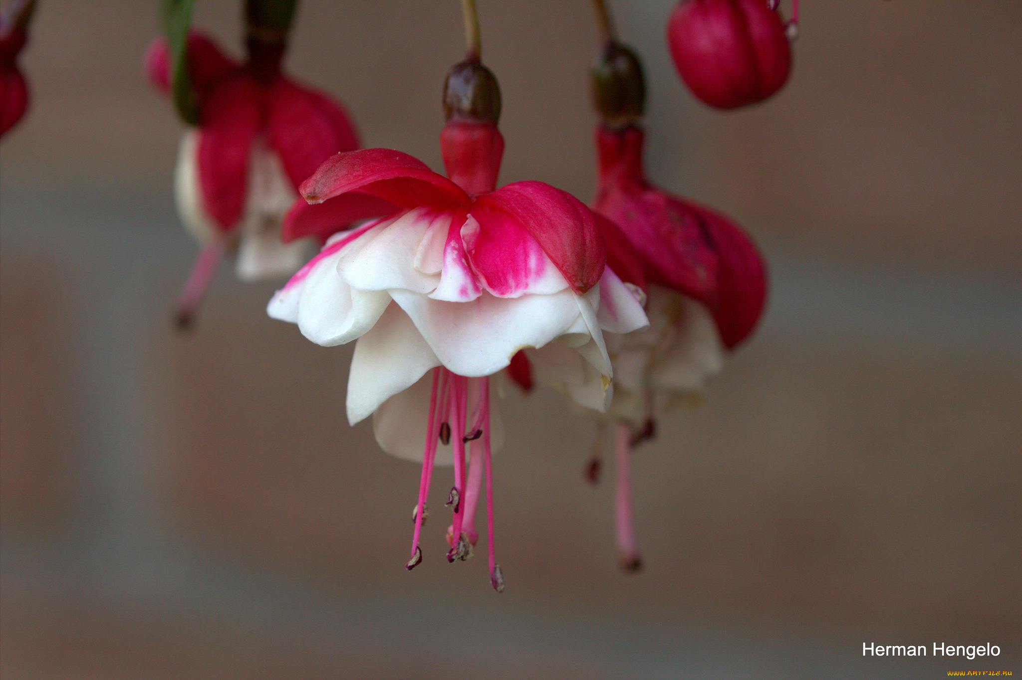 цветы, фуксия, красные