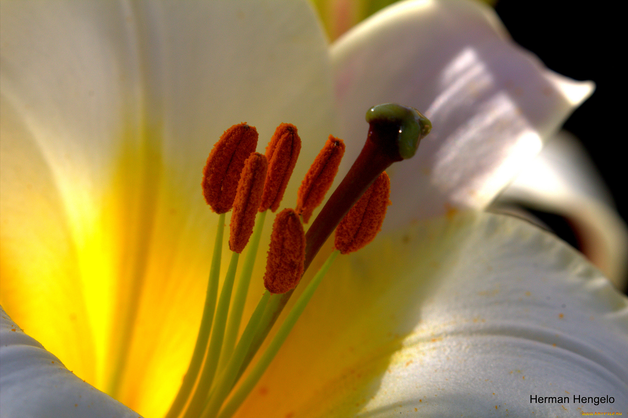 цветы, лилии, , лилейники, лилия