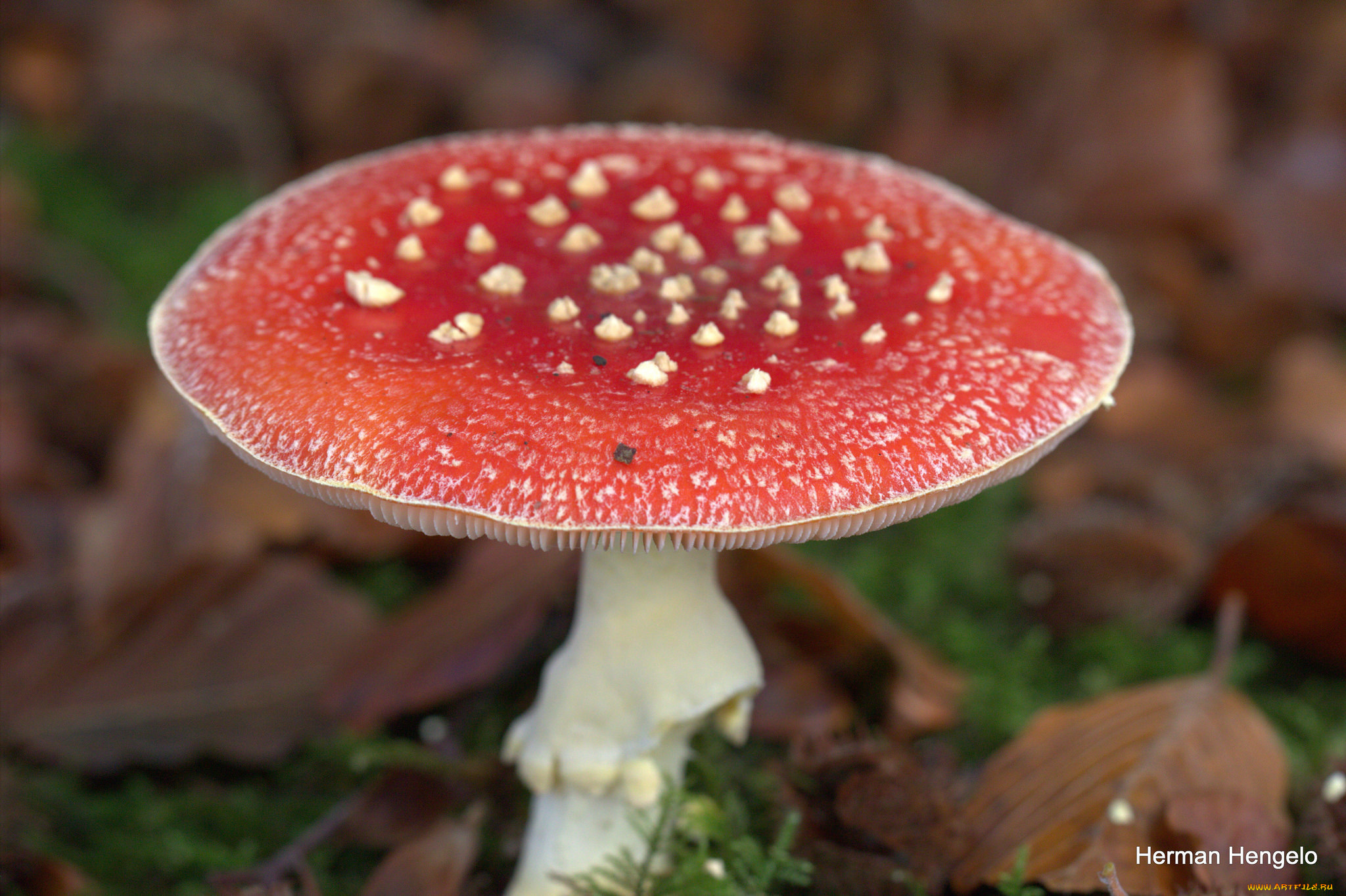природа, грибы, , мухомор, мухомор