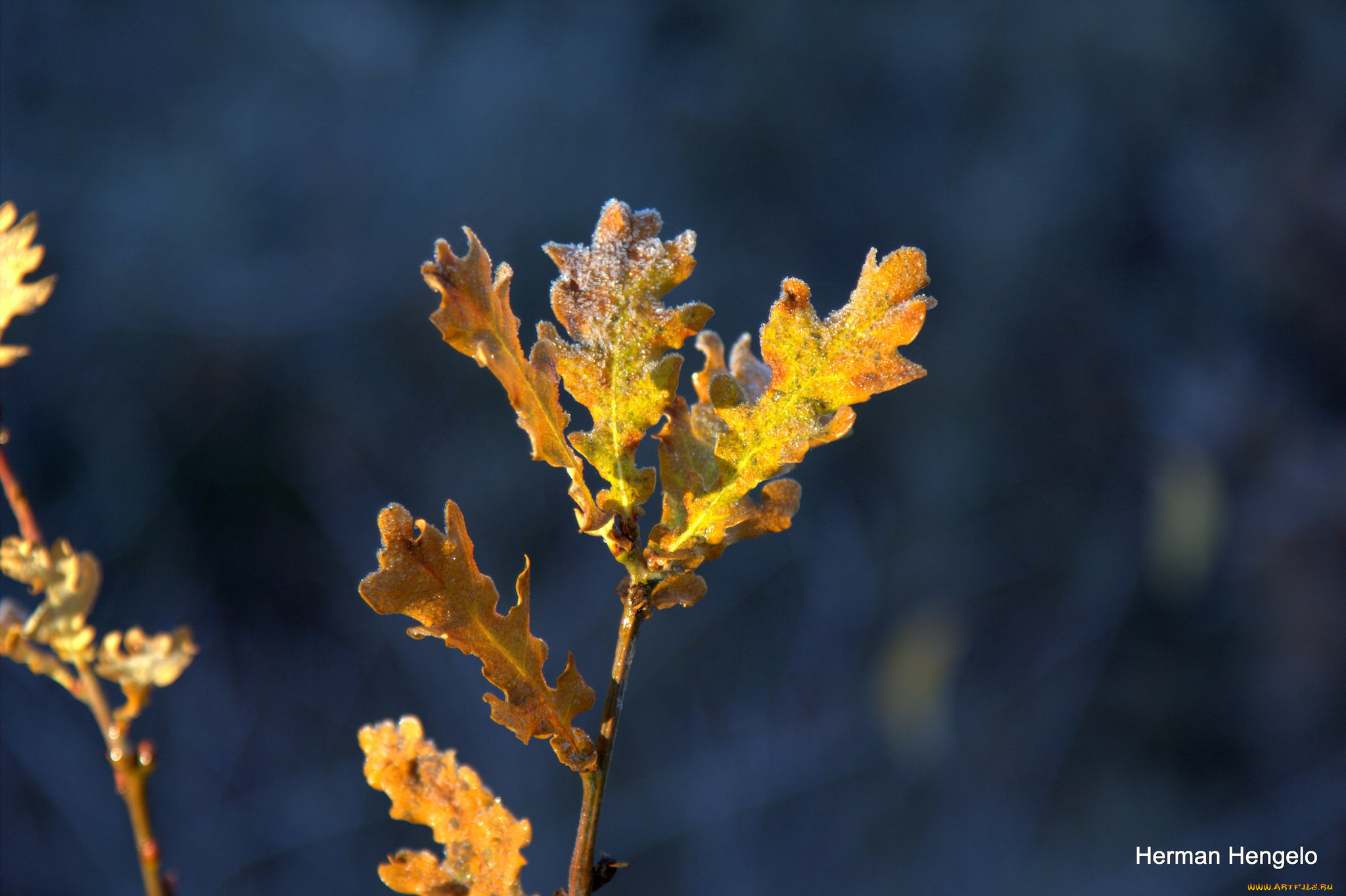 природа, листья