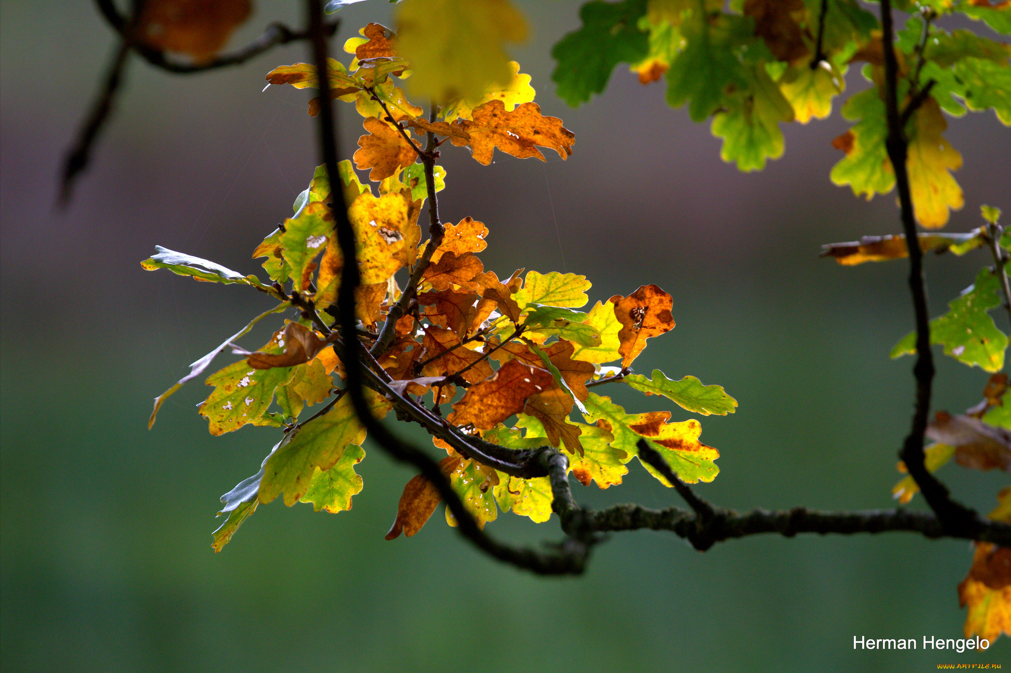 природа, листья, дуб