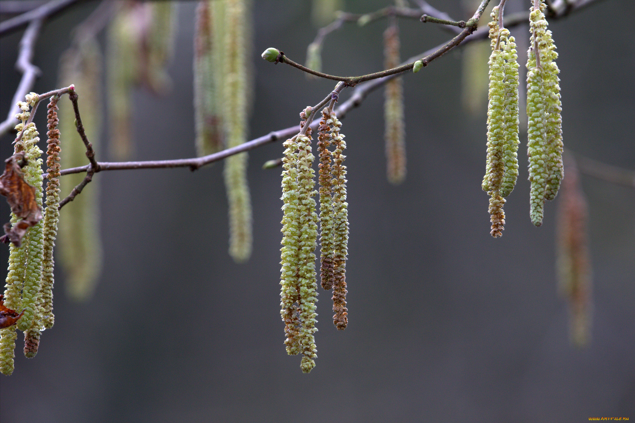 природа, макро, серёжки
