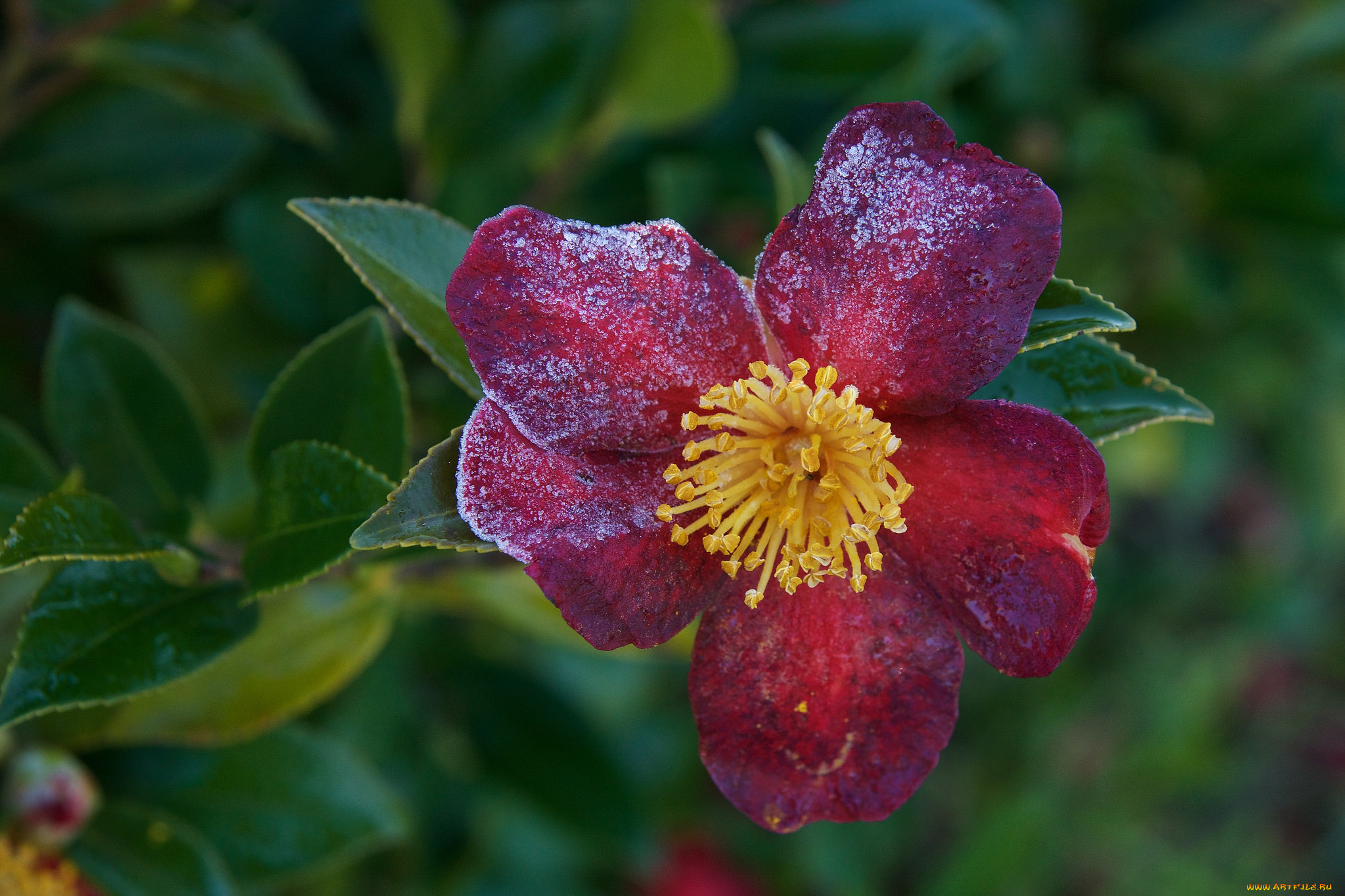 цветы, камелии, лето, цветение, камелия, кустарник