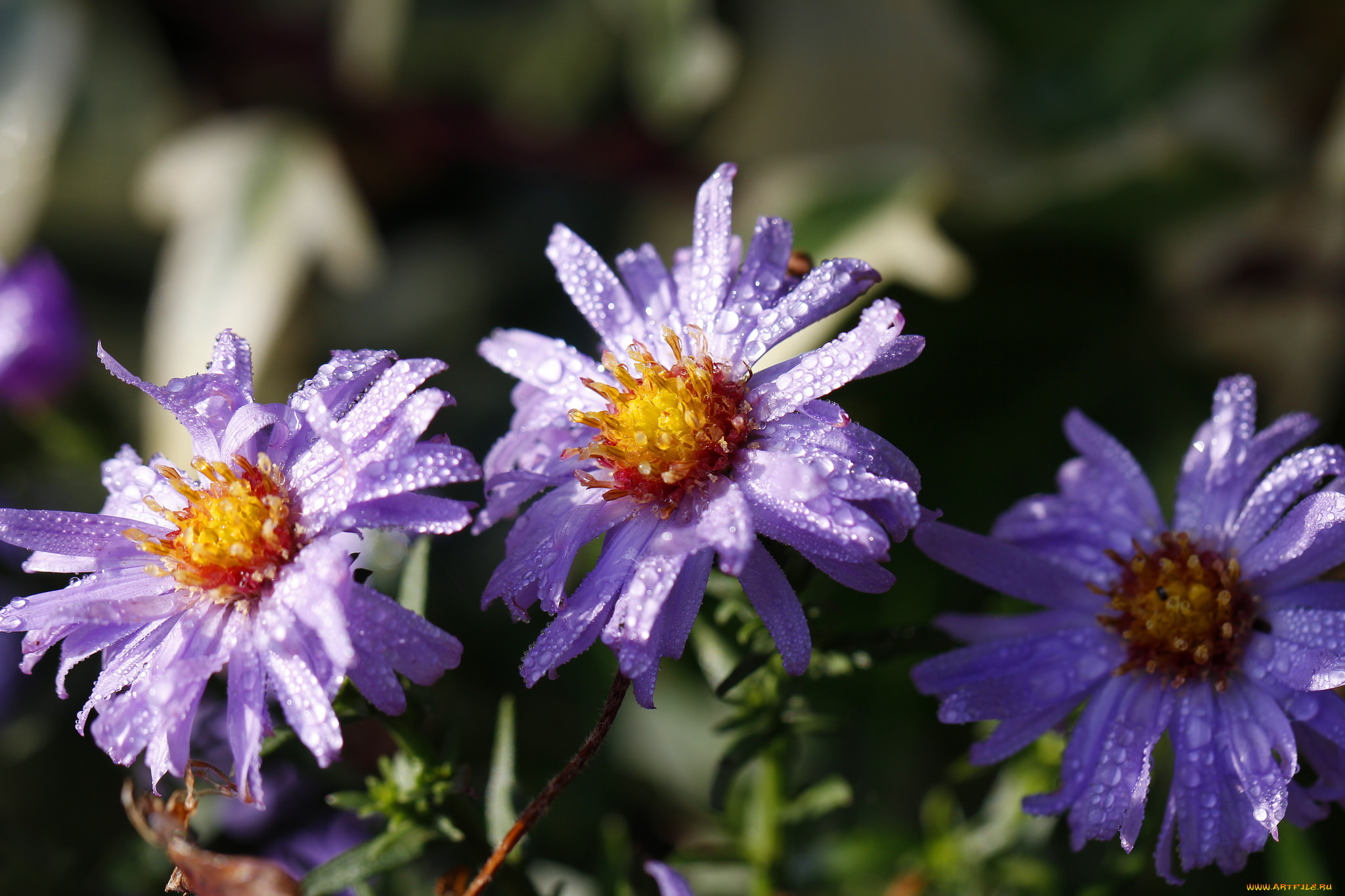 цветы, макро