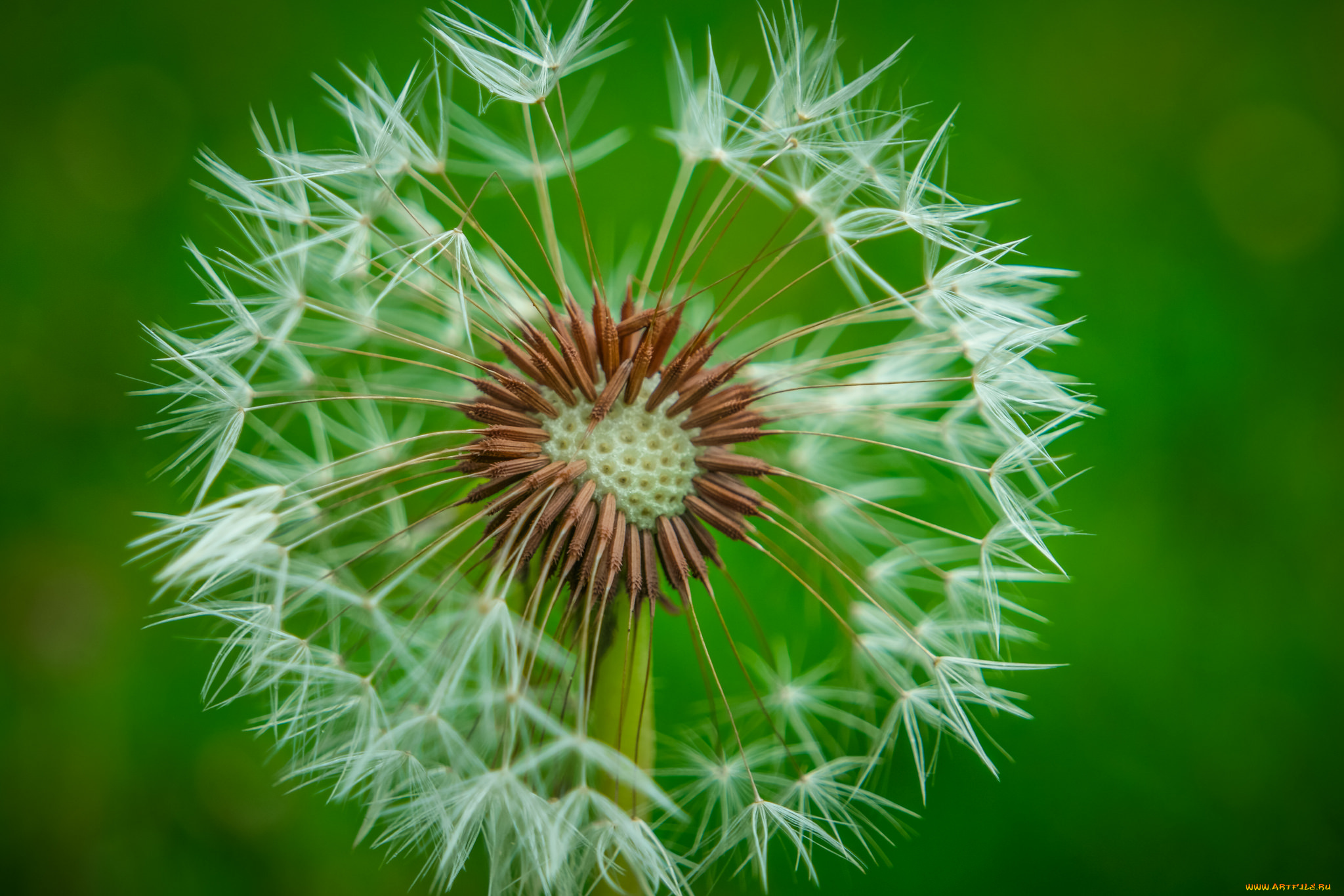 цветы, одуванчики, макро