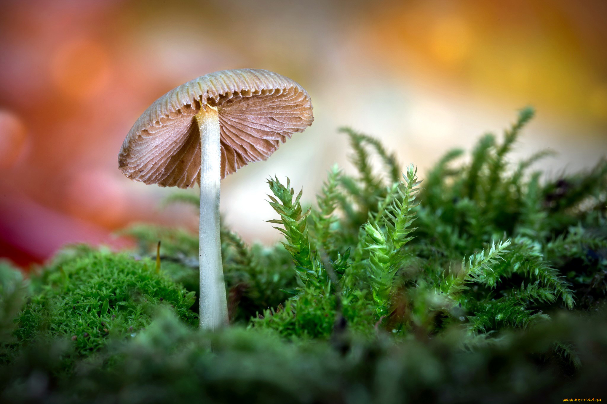 природа, грибы, грибок