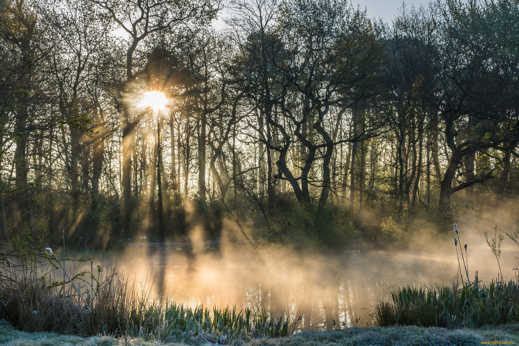 природа, лес, простор