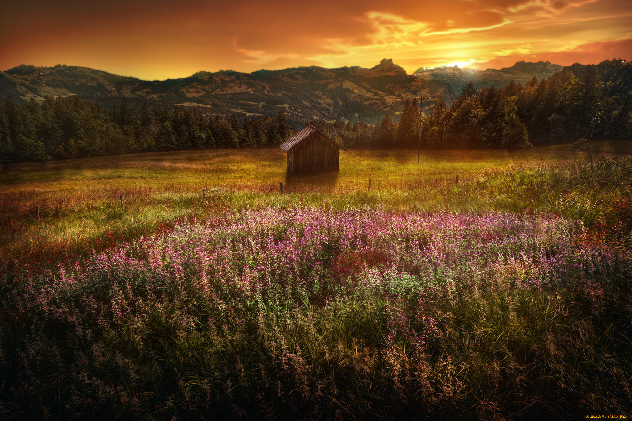 природа, луга, луг