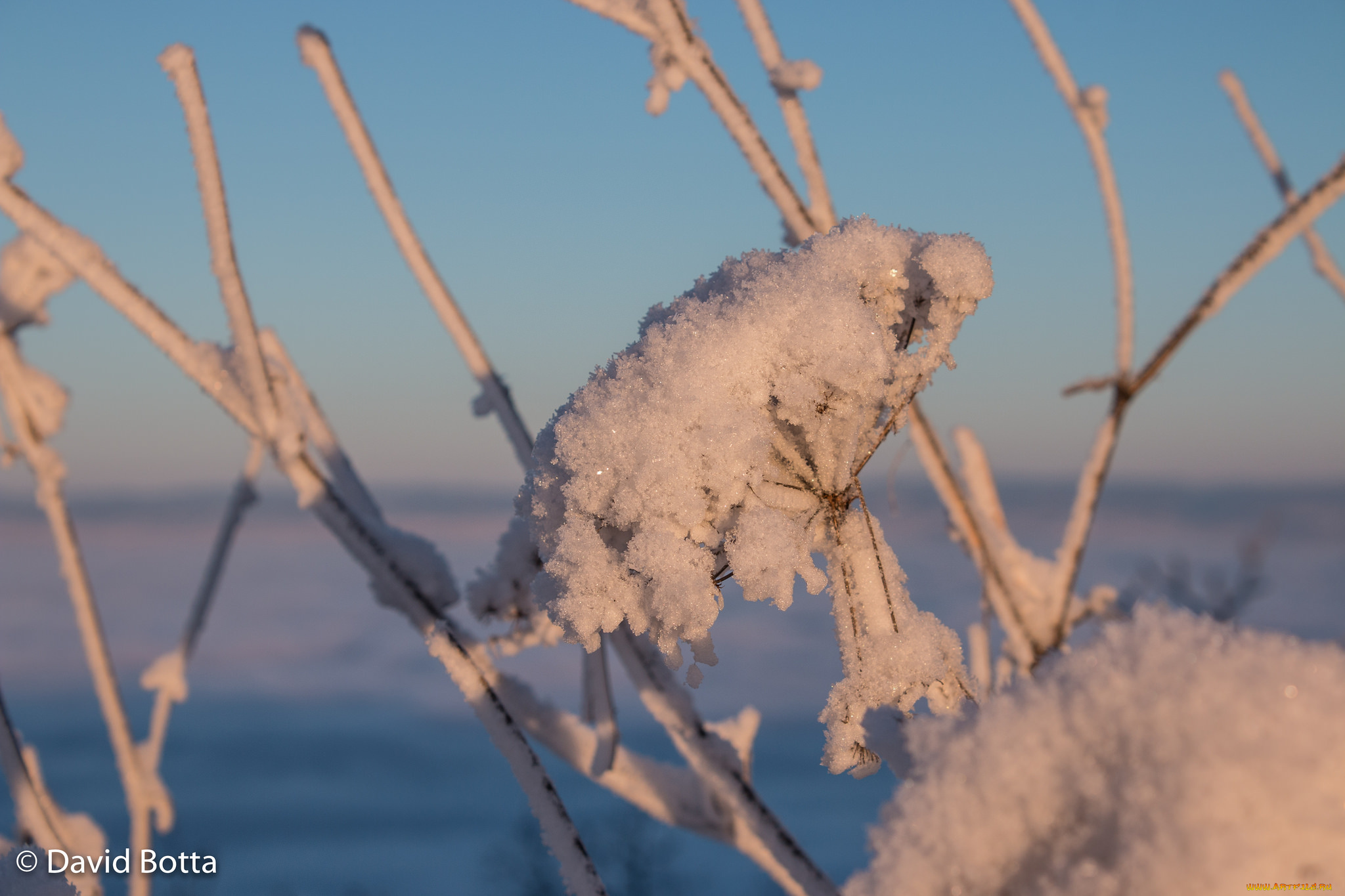 природа, макро, снег