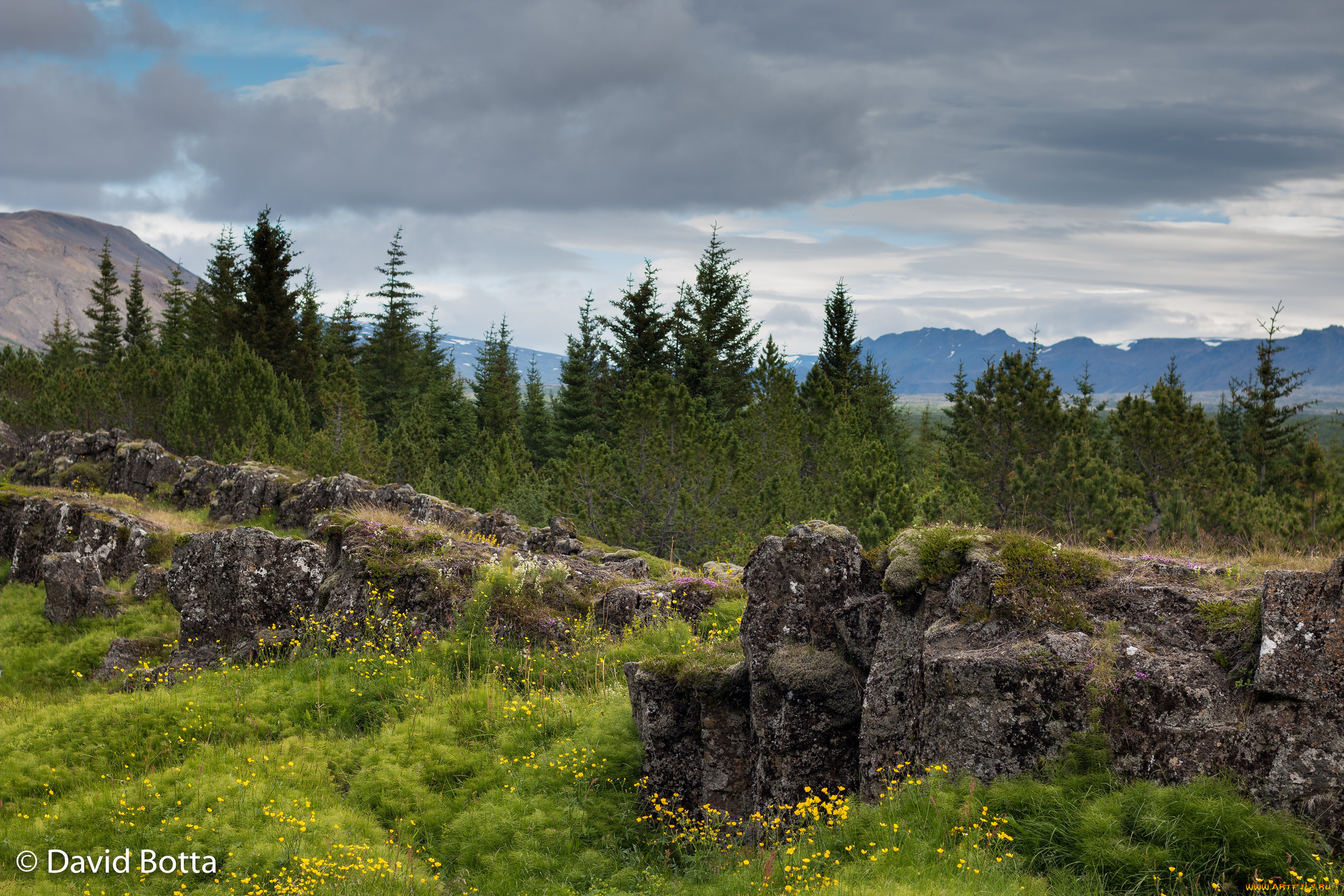 природа, пейзажи, лес