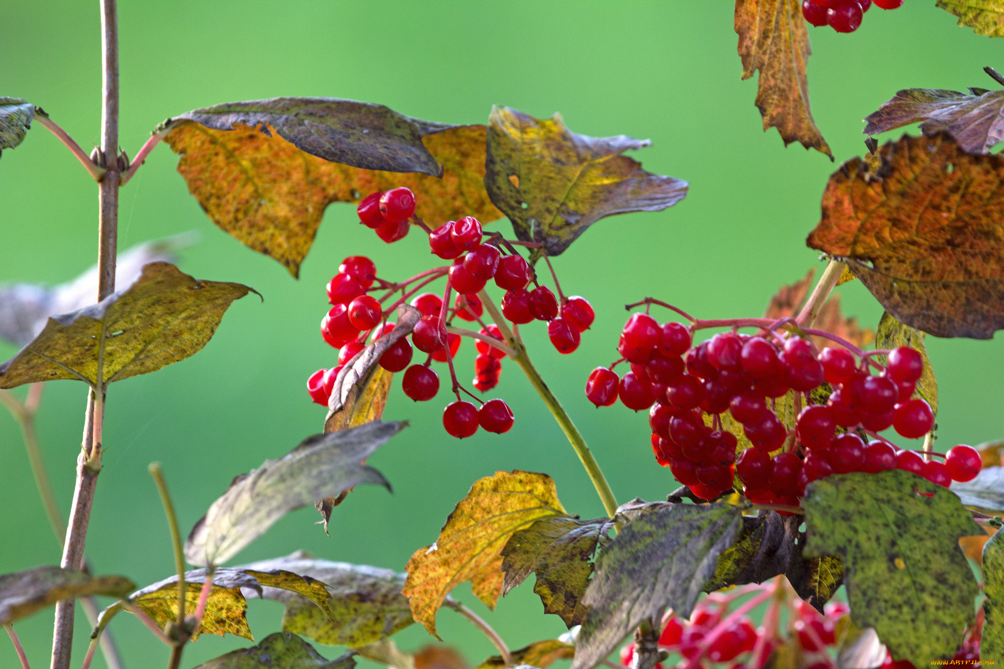 природа, Ягоды, , калина, калина