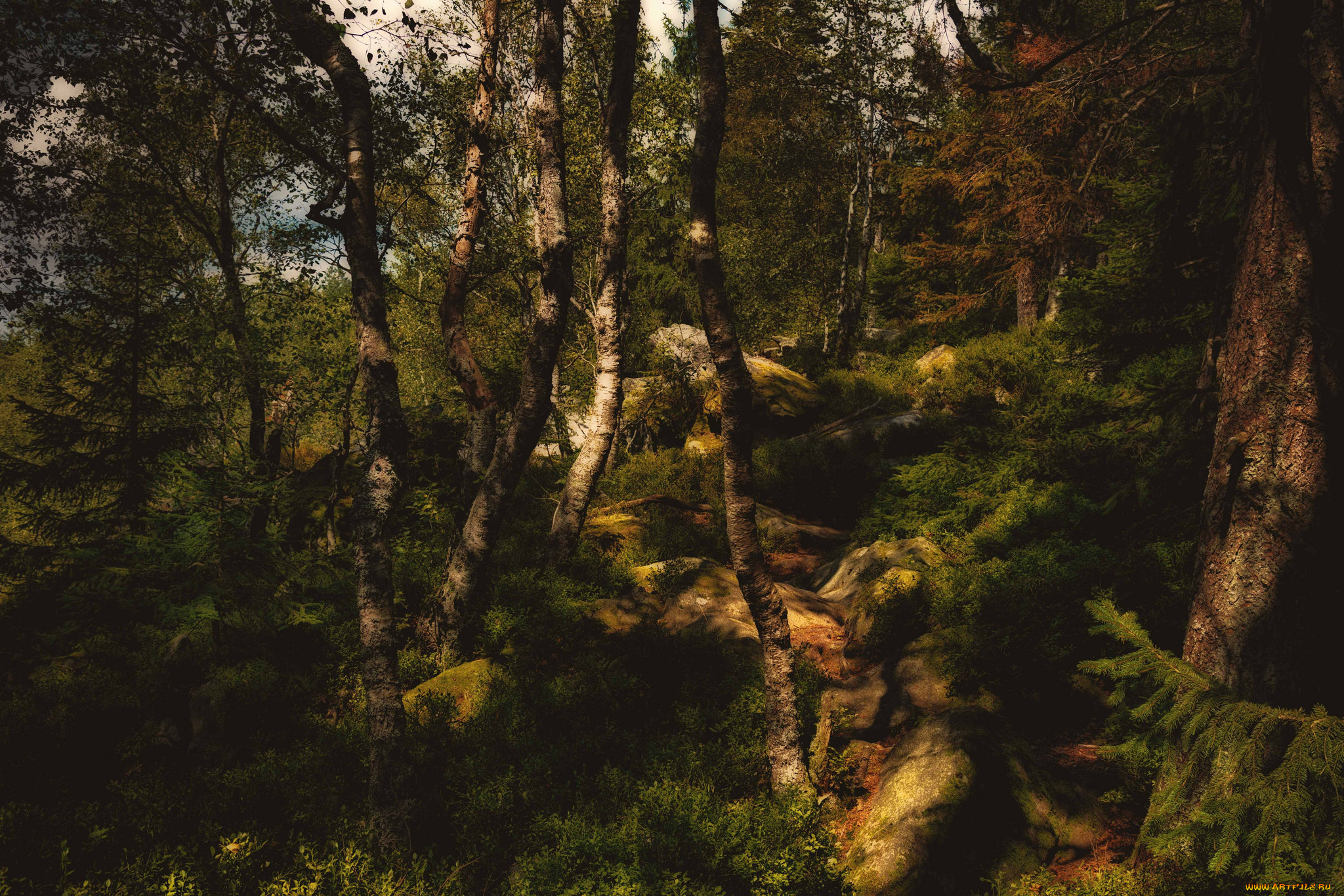 природа, лес, простор