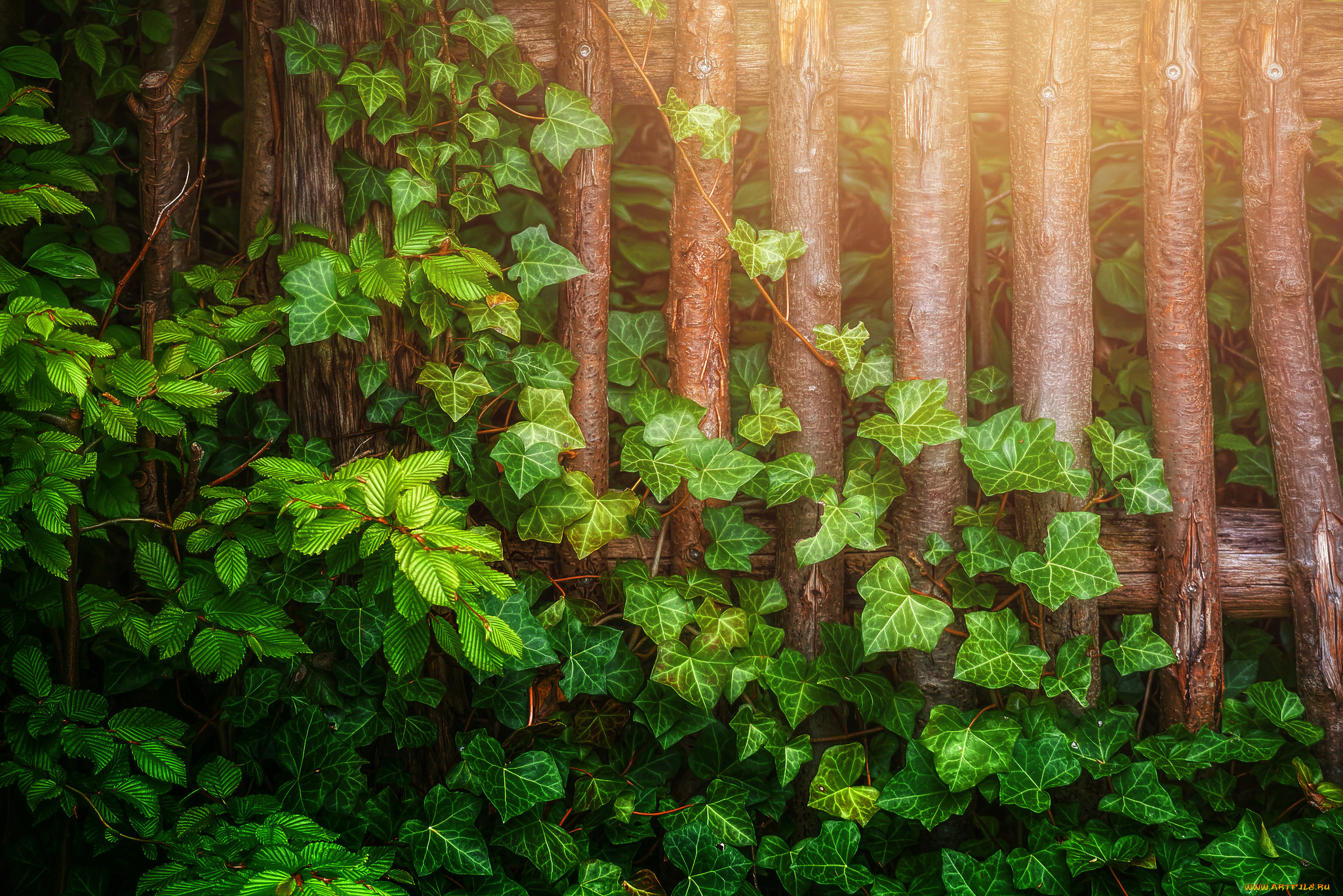 природа, листья, плющ
