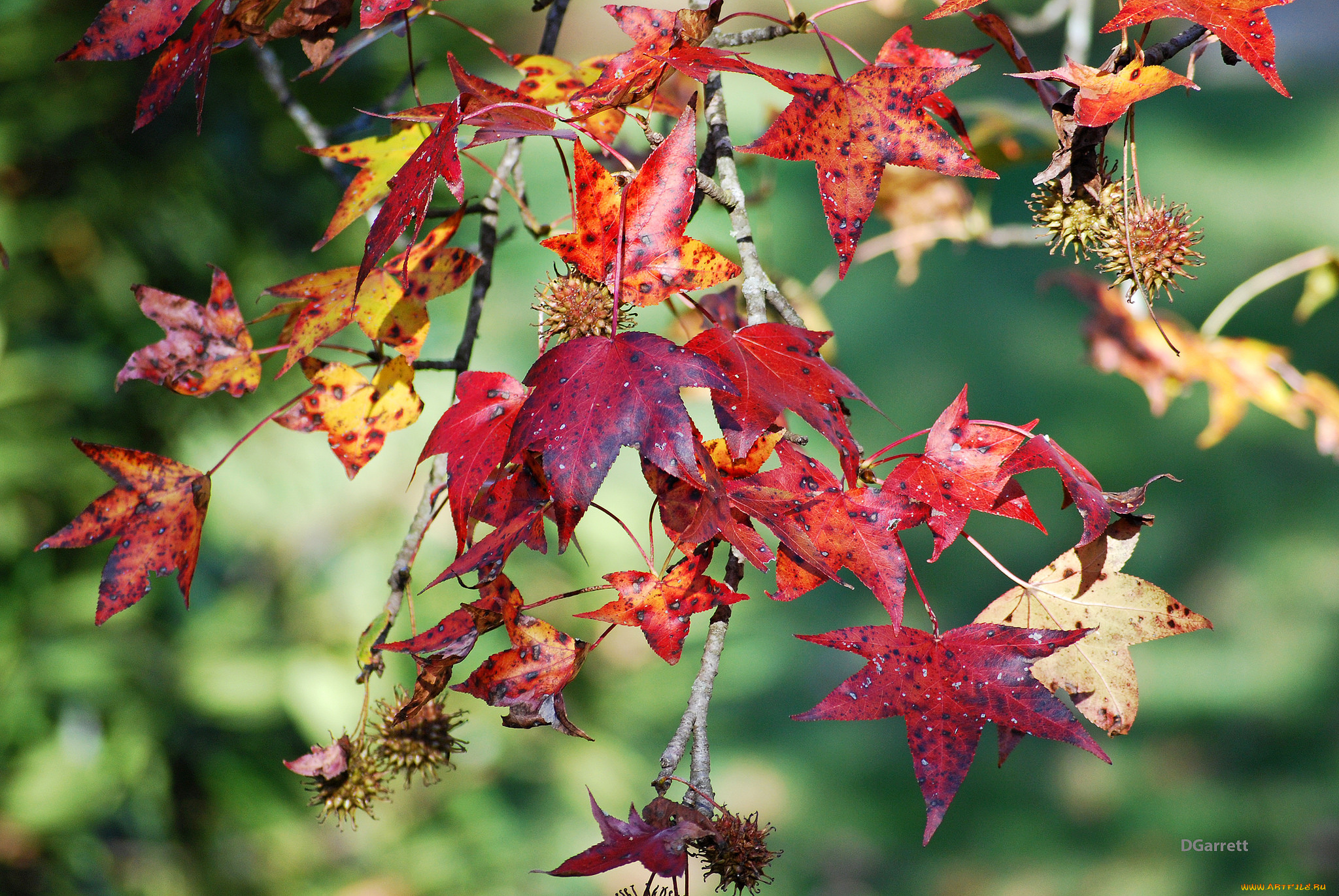 природа, листья