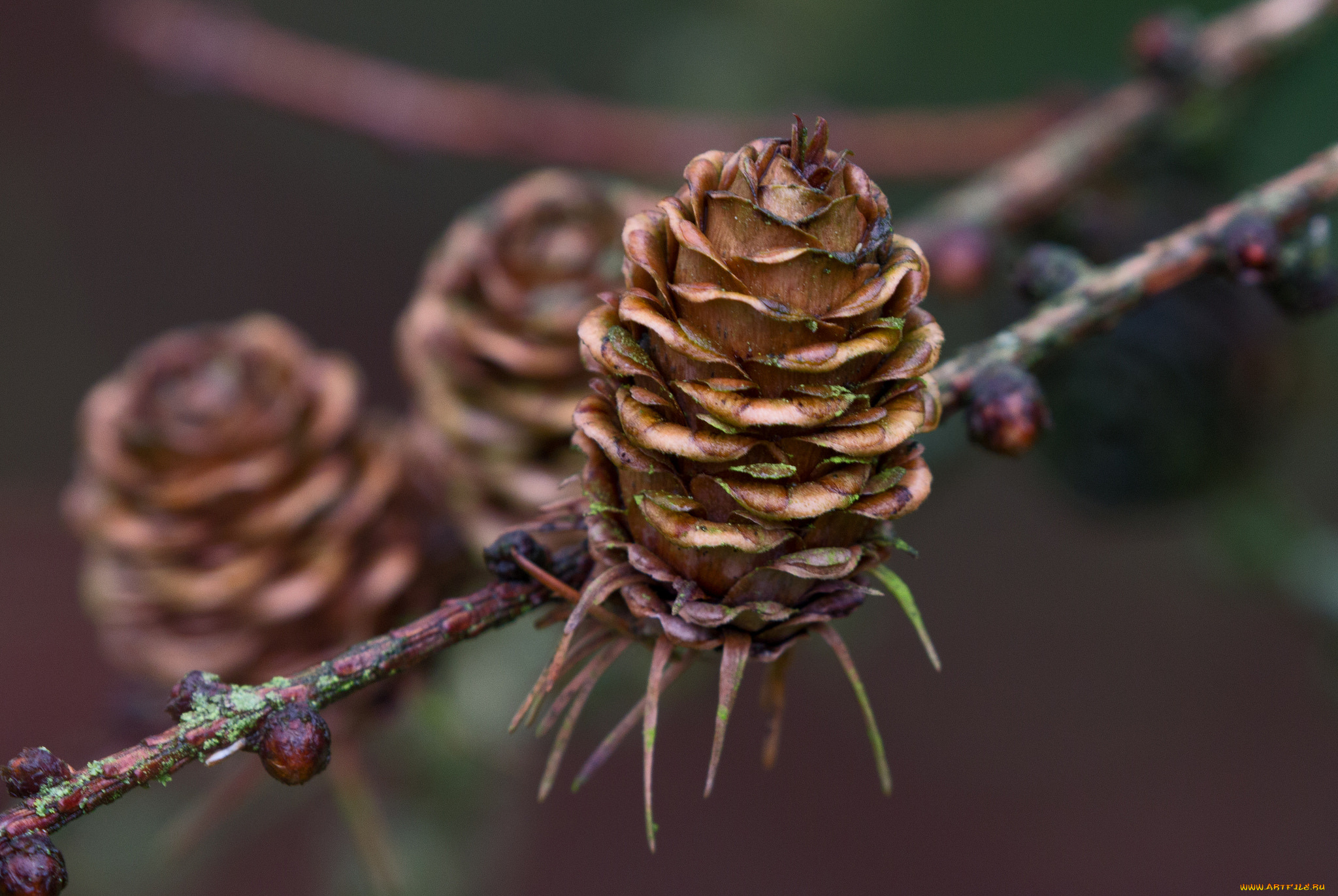 природа, шишки, , жёлуди, , каштаны, шишка