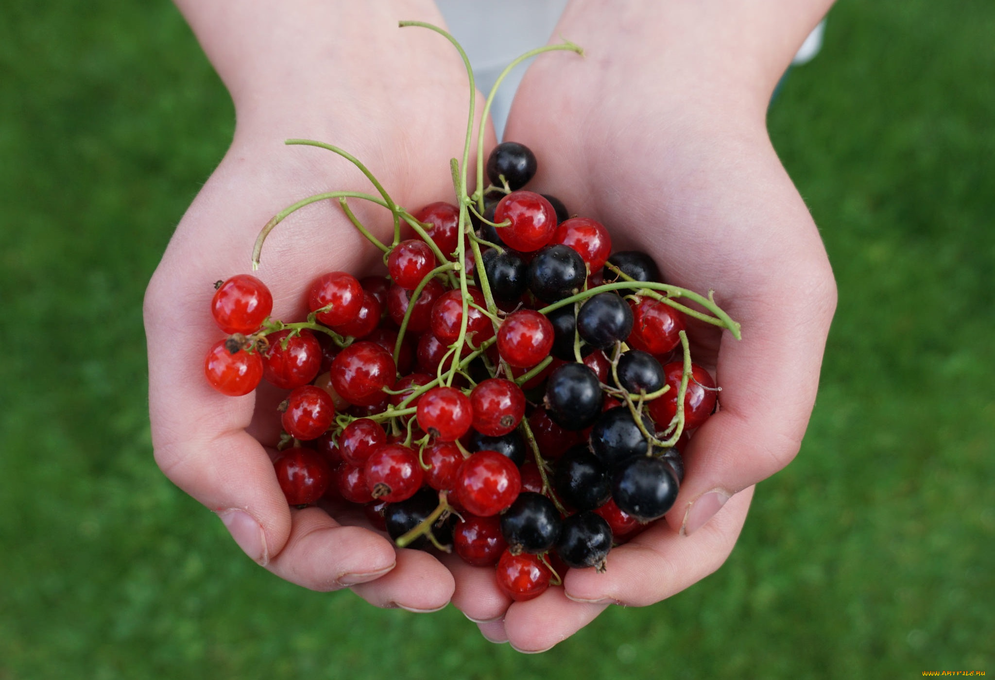 еда, смородина, ягоды, руки