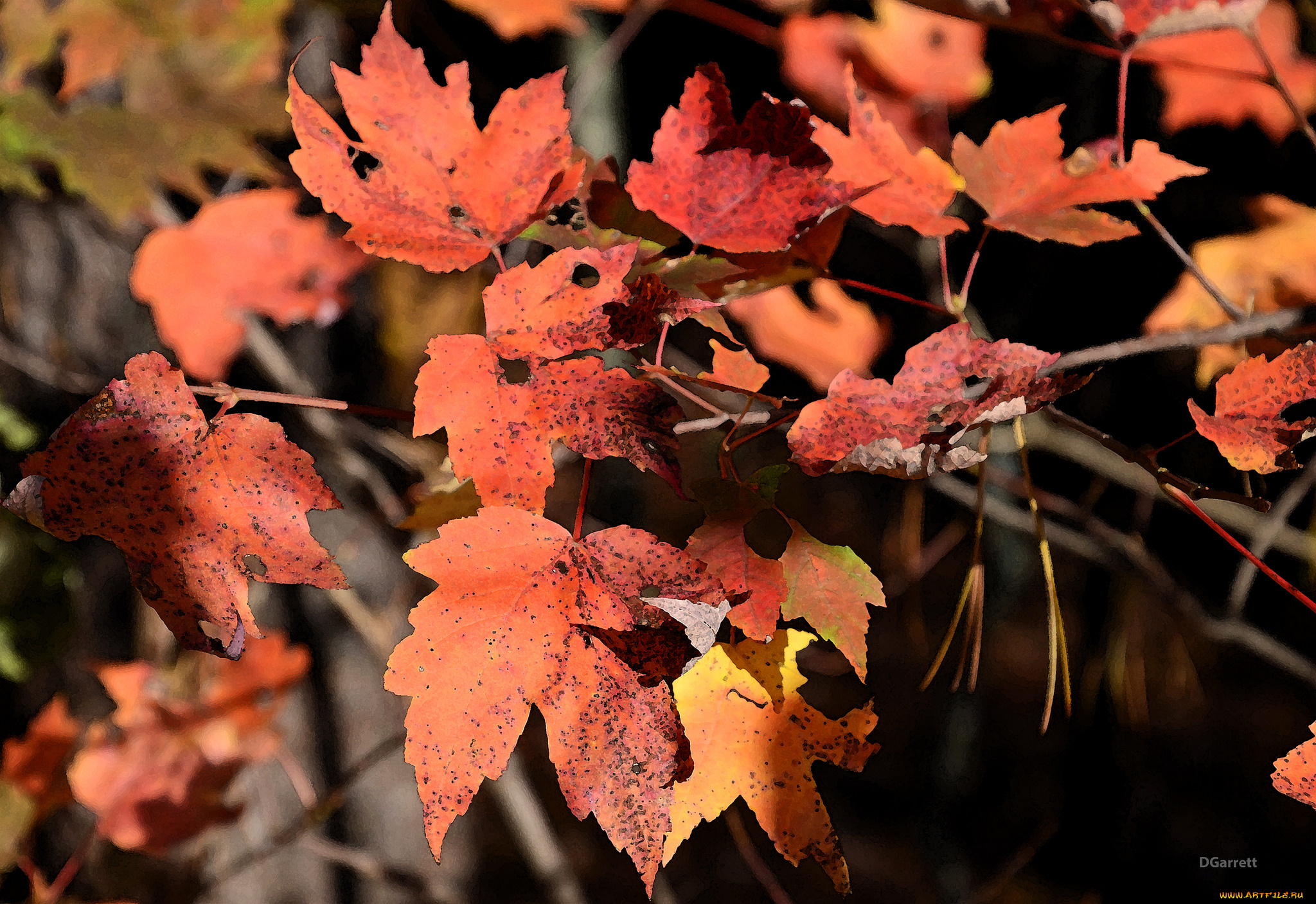 разное, компьютерный, дизайн, листья