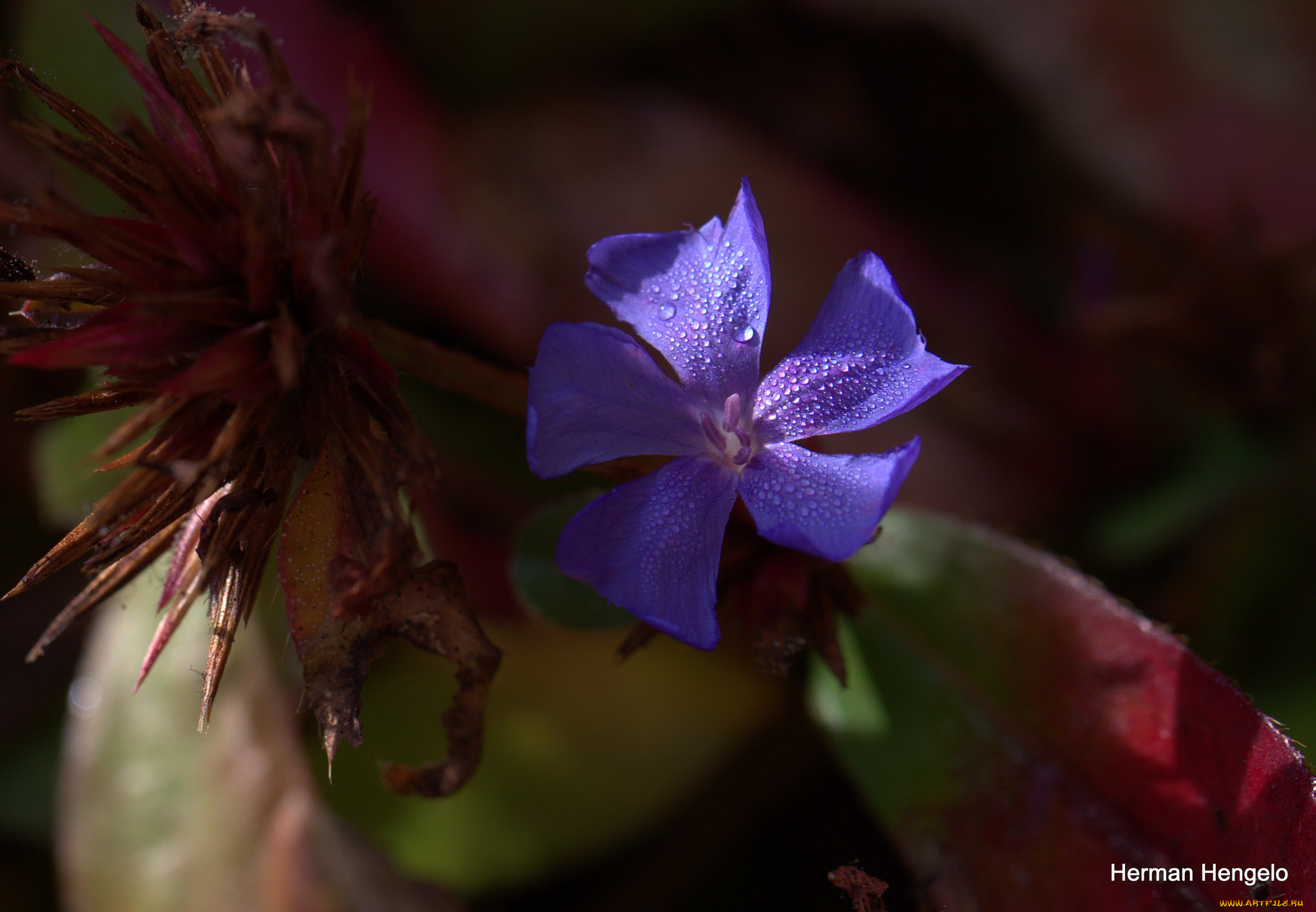 цветы, макро, цветок