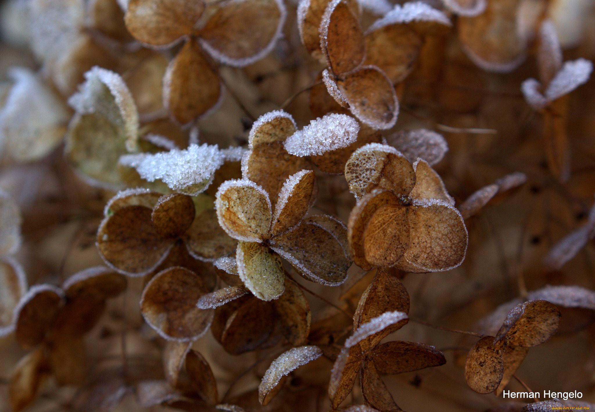 природа, макро