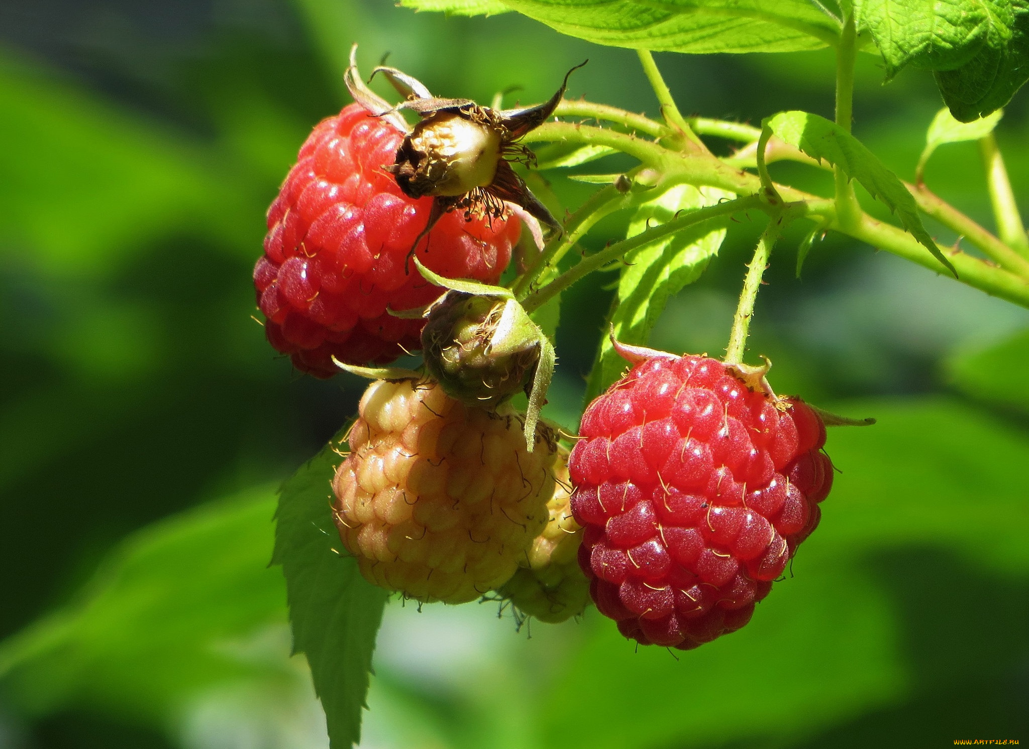 природа, Ягоды, малина