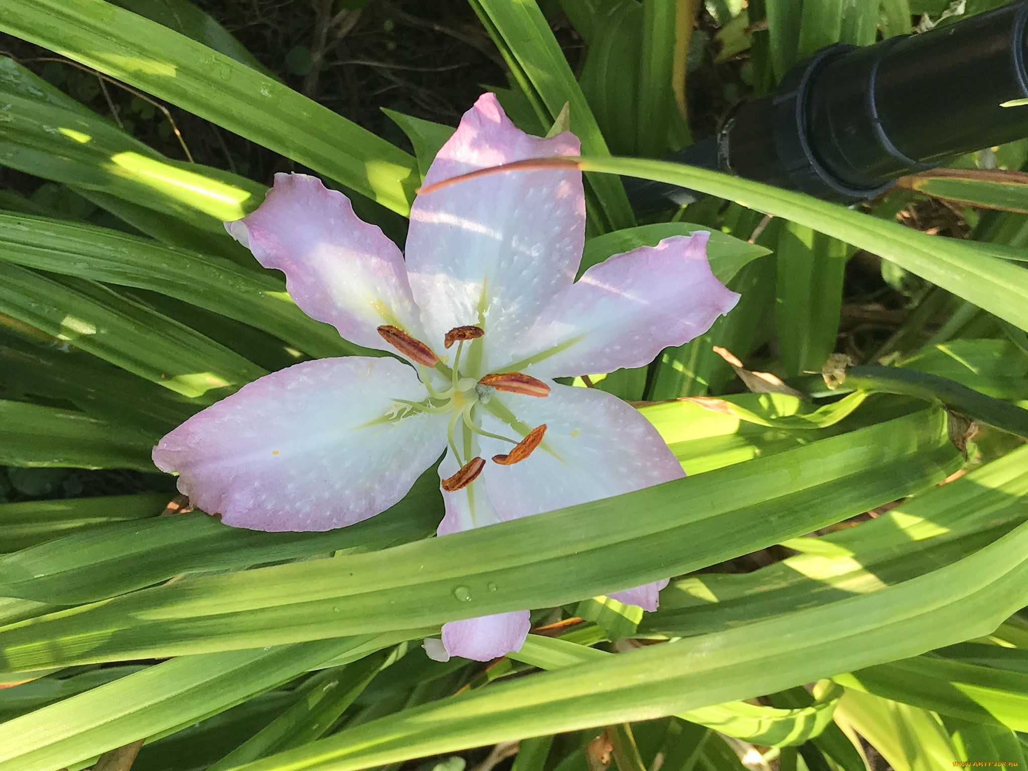 цветы, лилии, , лилейники, цветок