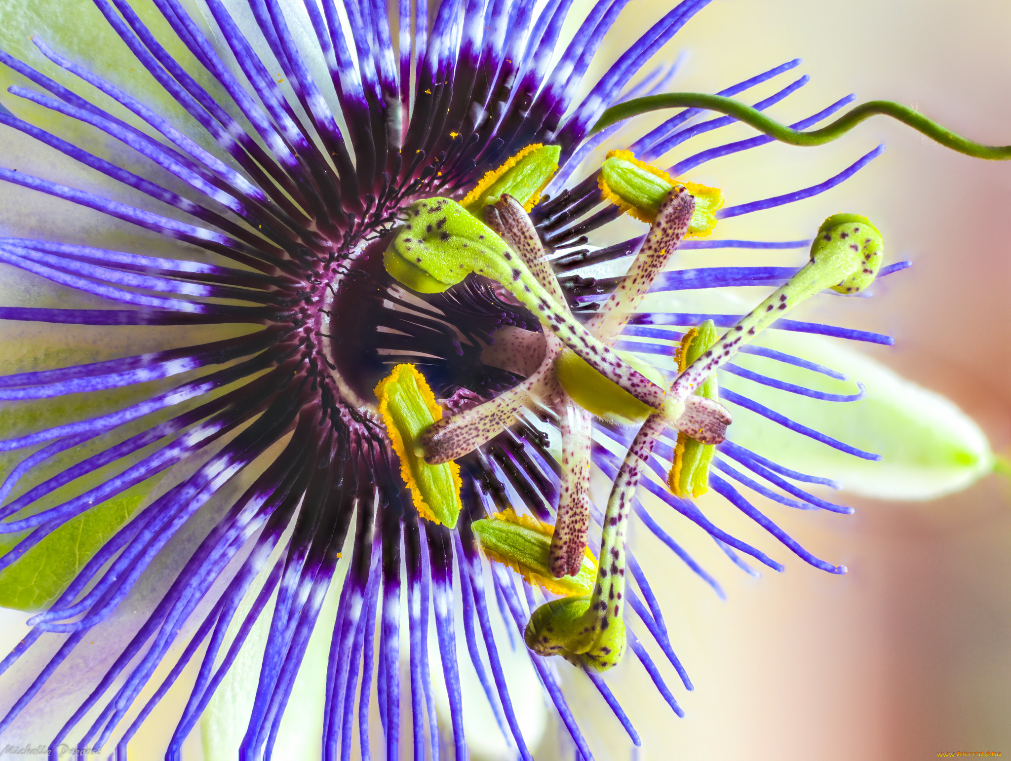 цветы, пассифлора, пасифлора