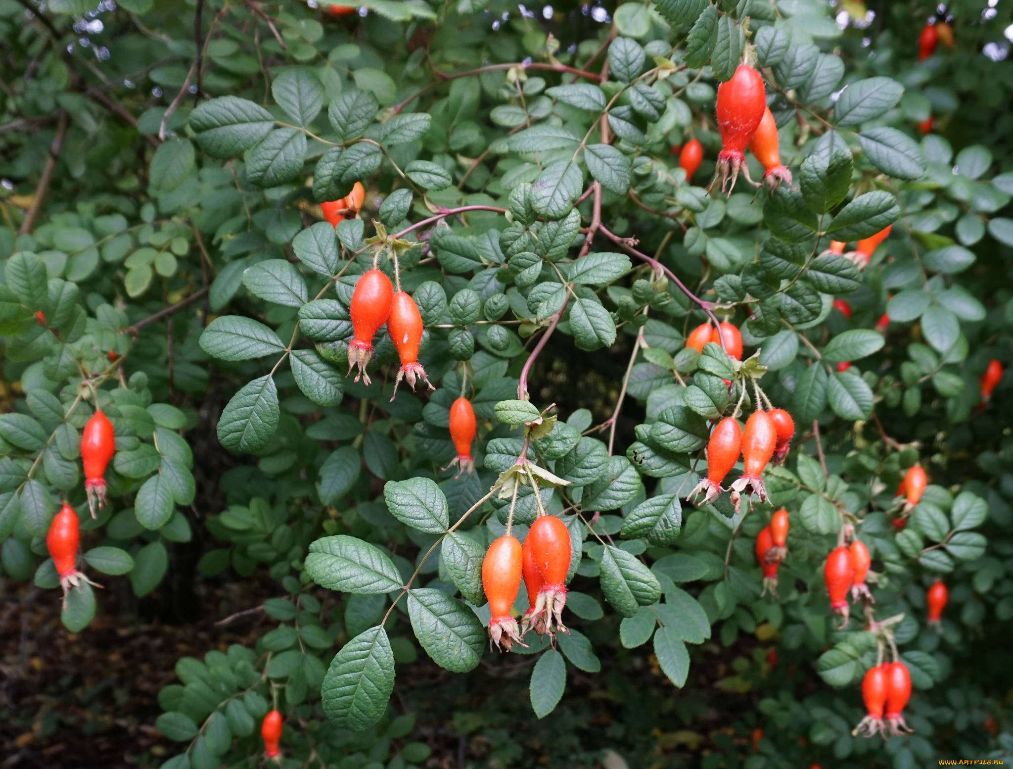 природа, Ягоды, куст