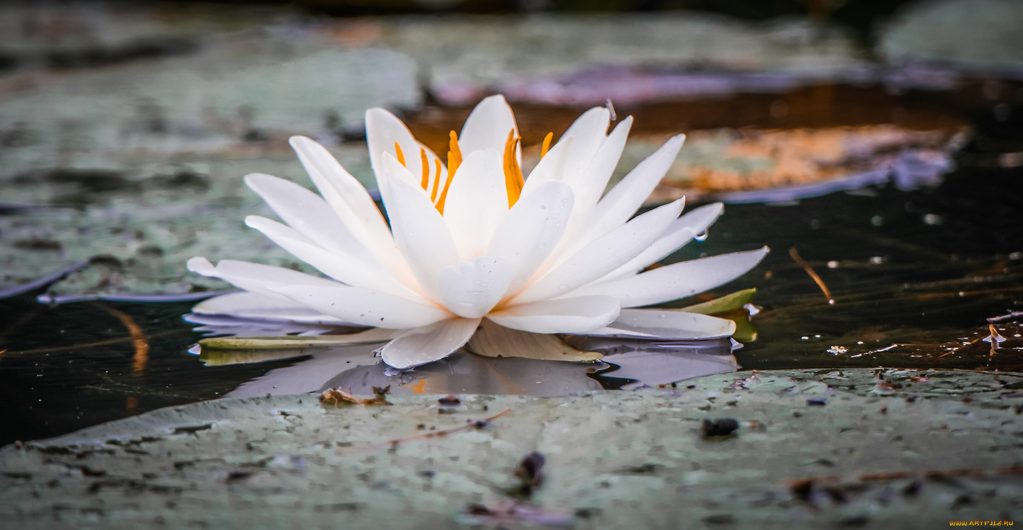 цветы, лилии, водяные, , нимфеи, , кувшинки, цветок