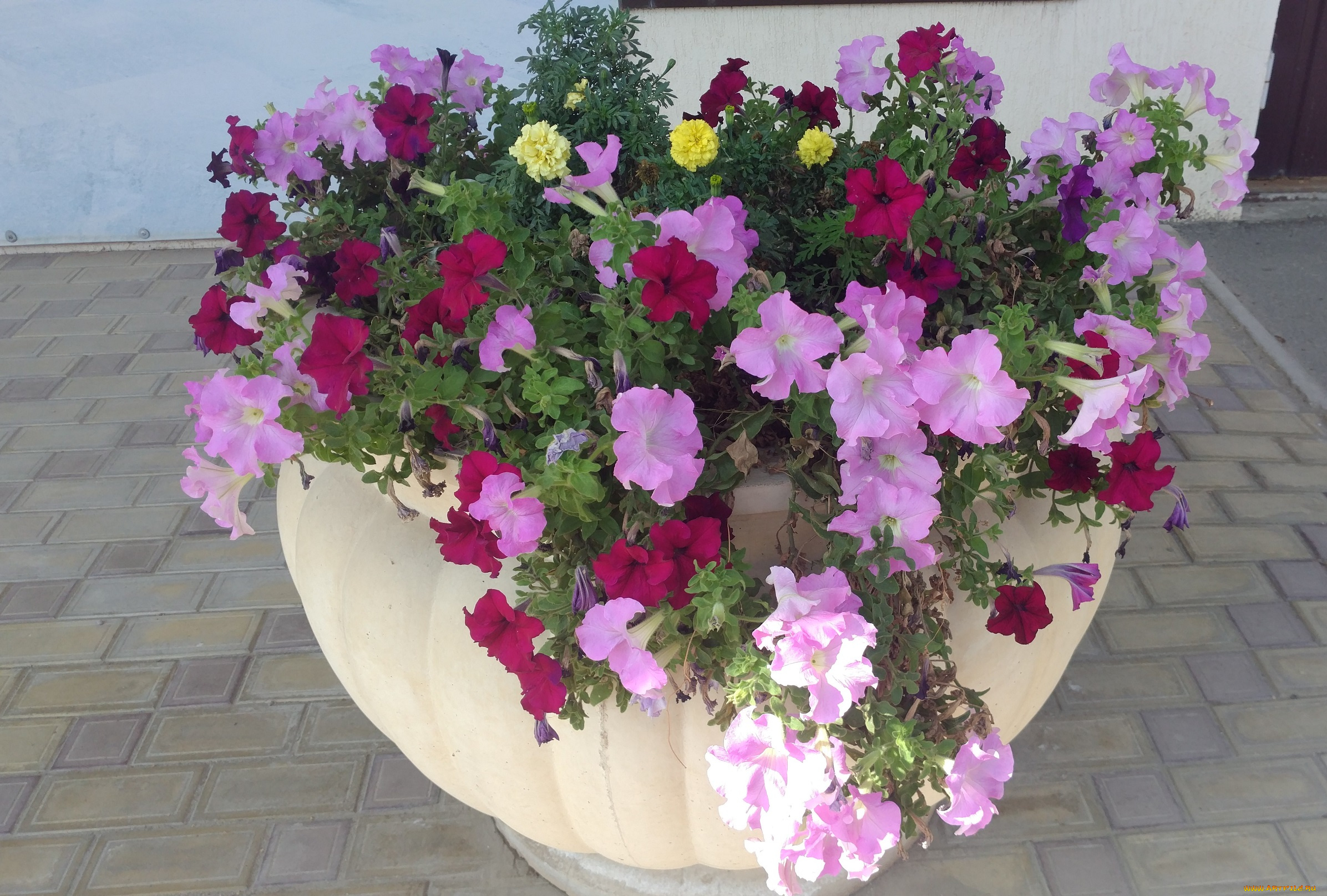 цветы, петунии, , калибрахоа, клумба