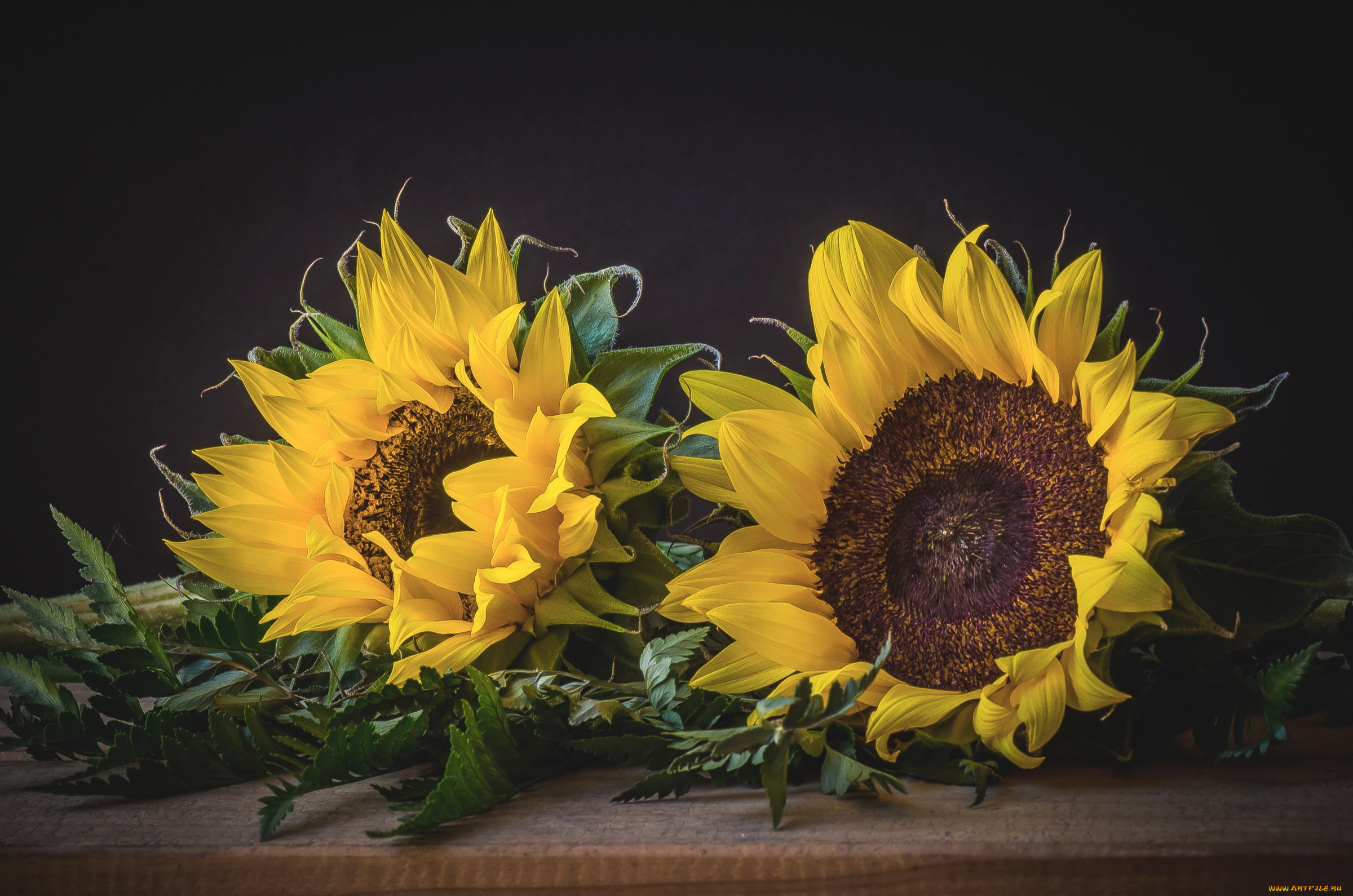 цветы, подсолнухи, подсолнух, лепестки, желтый