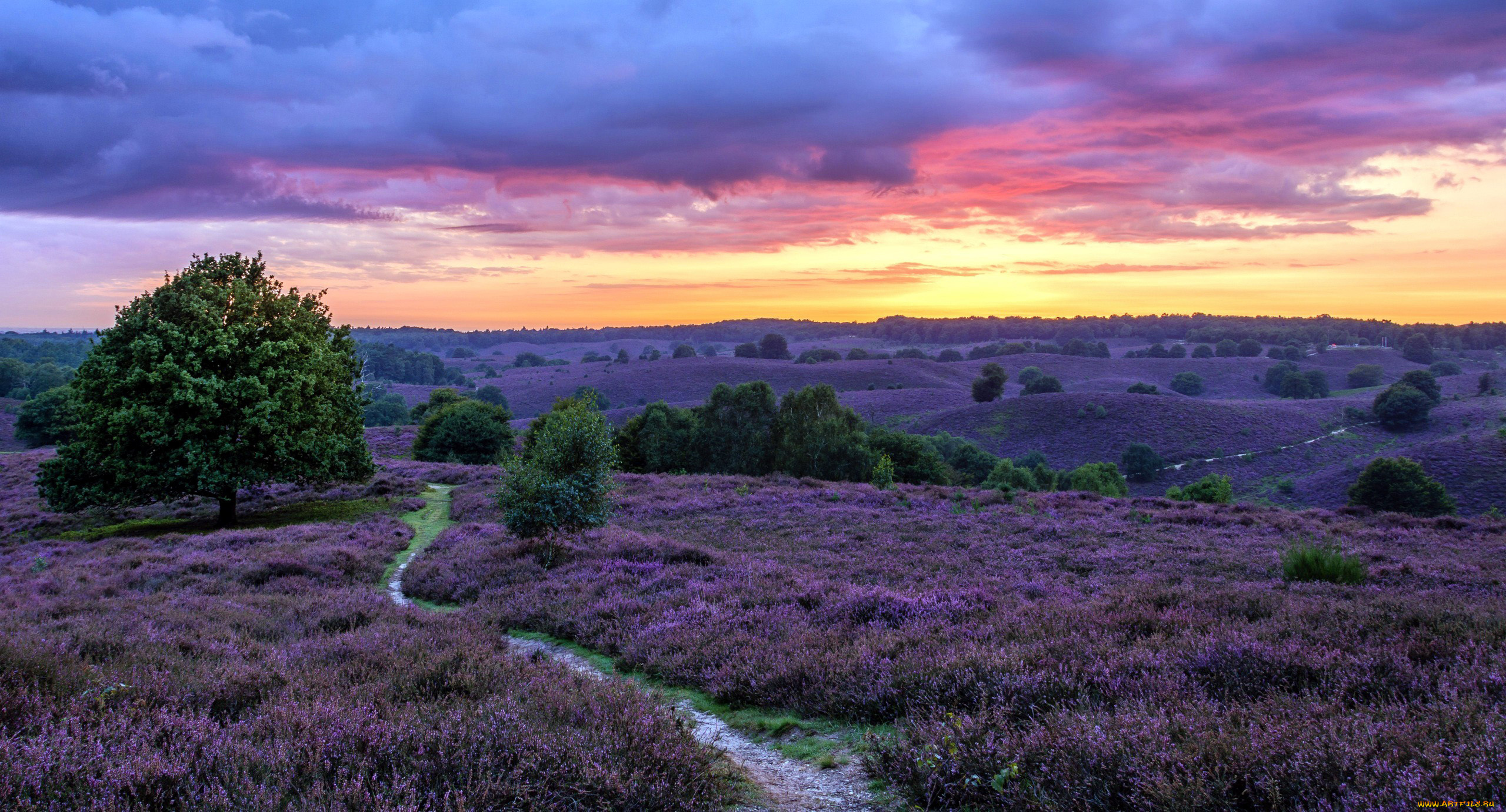 природа, луга, вереск, пустошь, тропинка