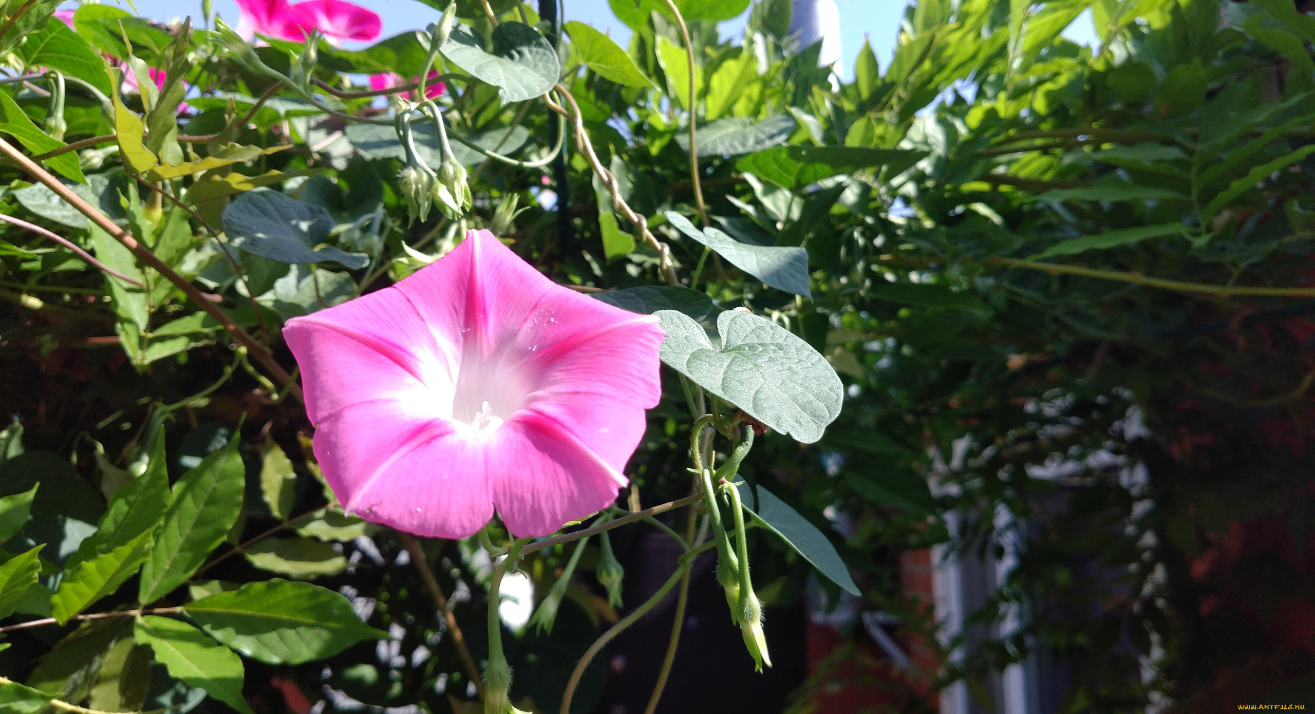 цветы, вьюнки, , ипомеи, розовый