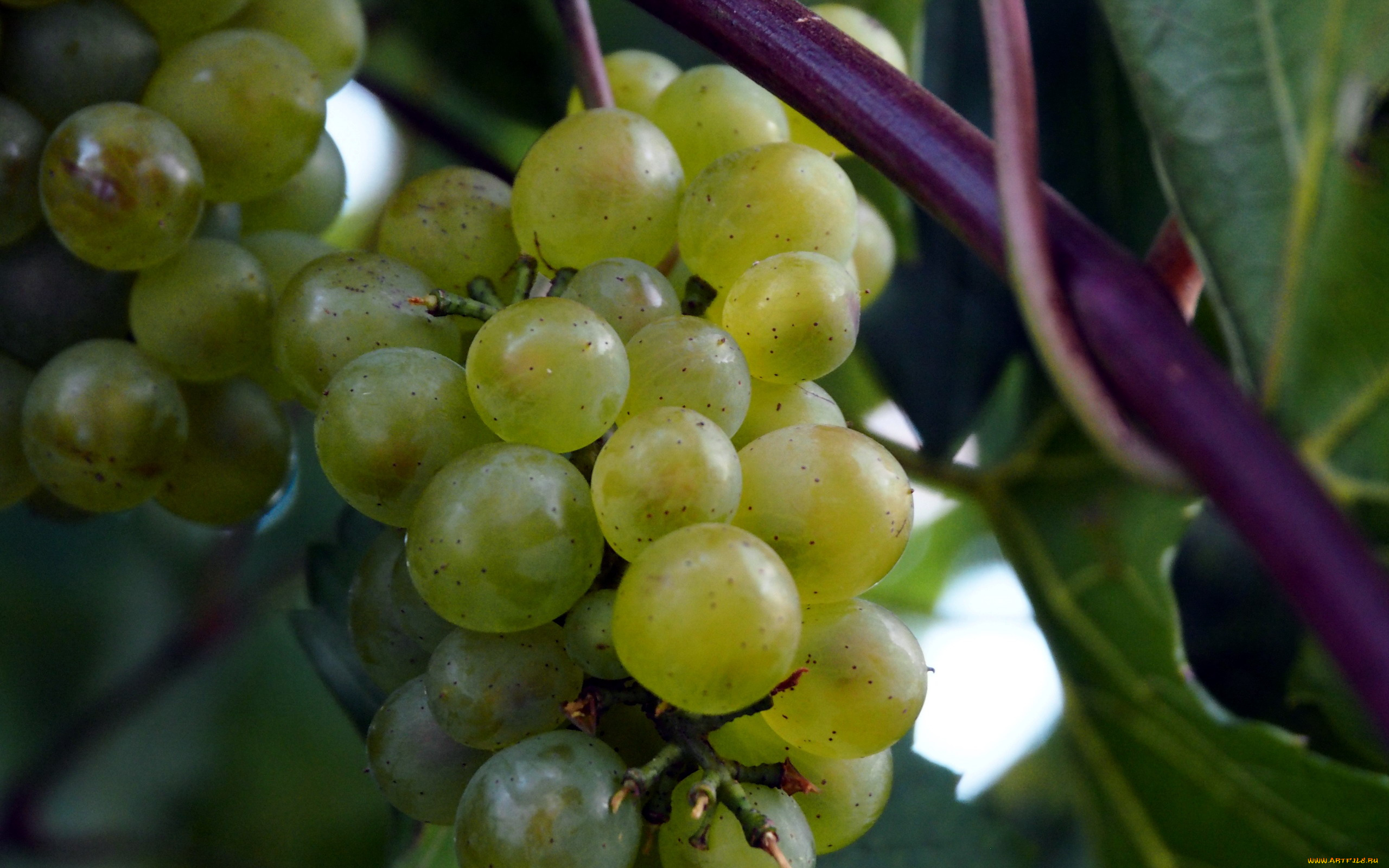 природа, Ягоды, , виноград, гроздь