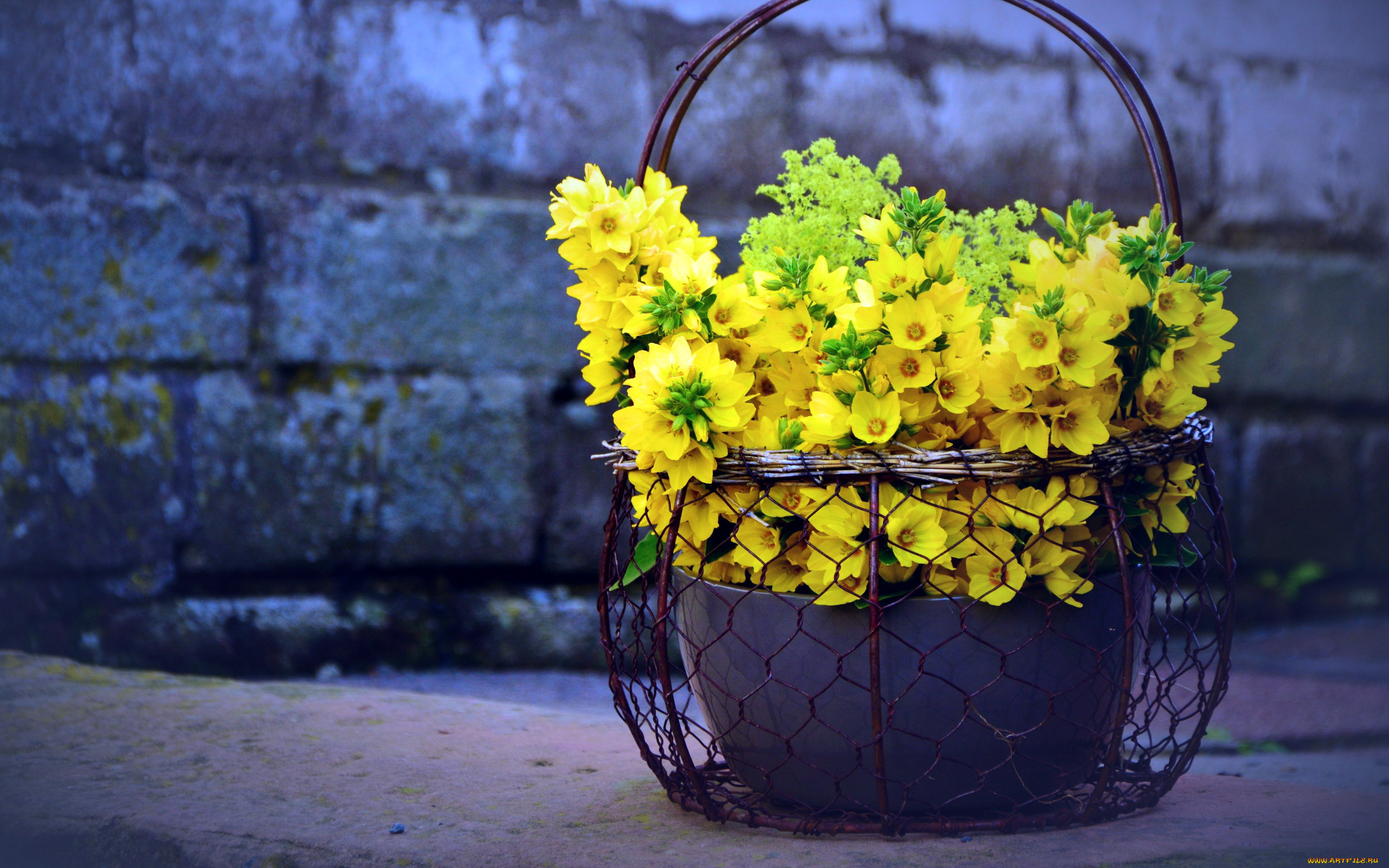 вербейник, цветы