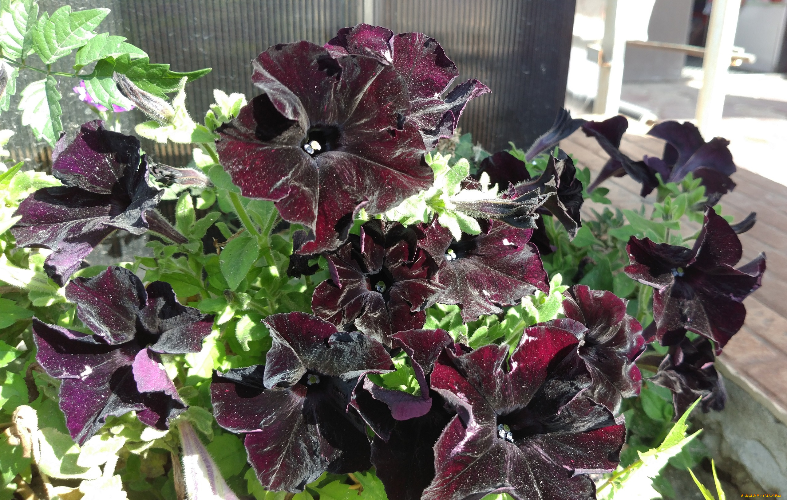 цветы, петунии, , калибрахоа, чёрные